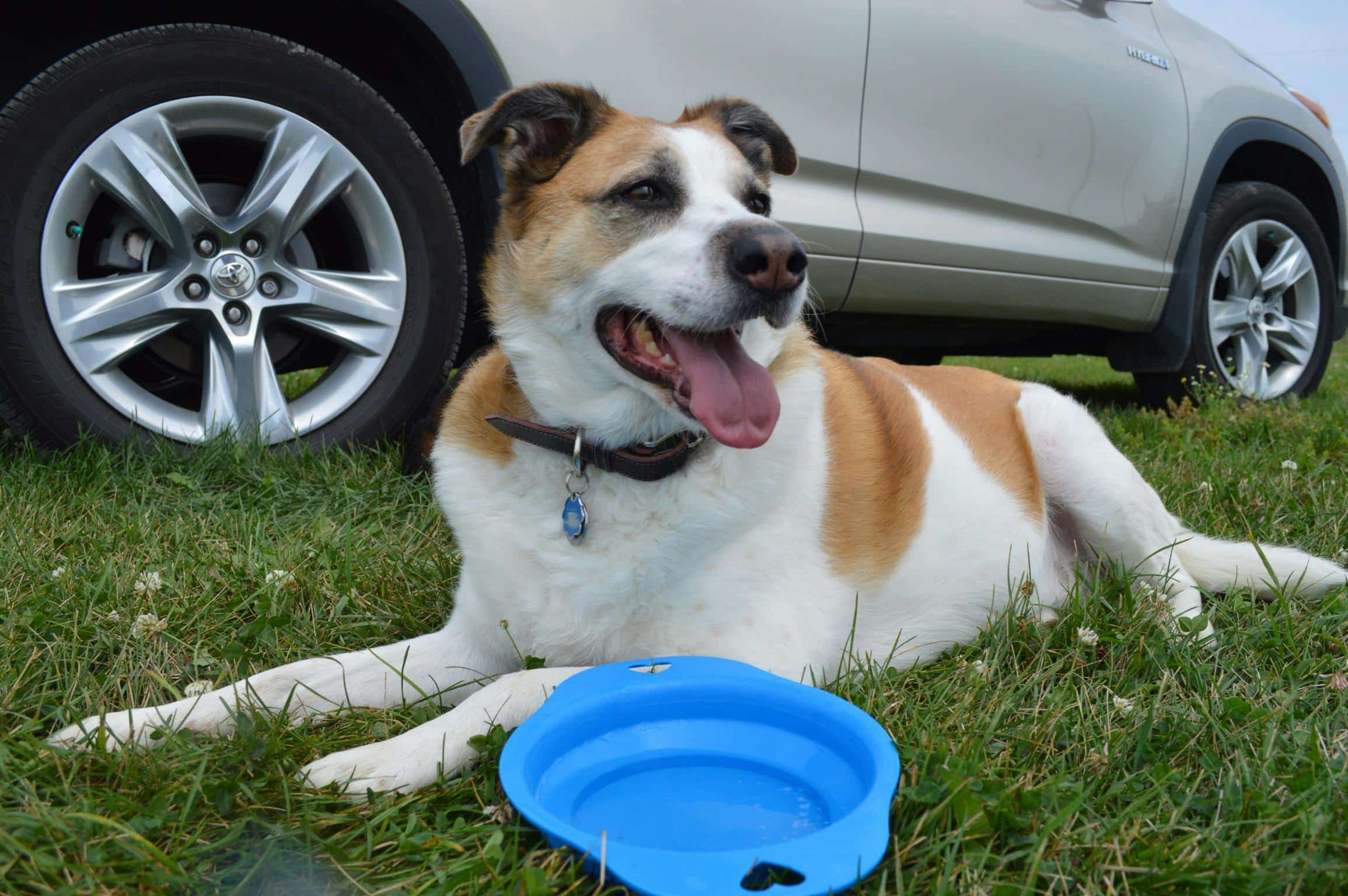 Where and How Often To Stop on a Cross Country Road Trip With Dogs