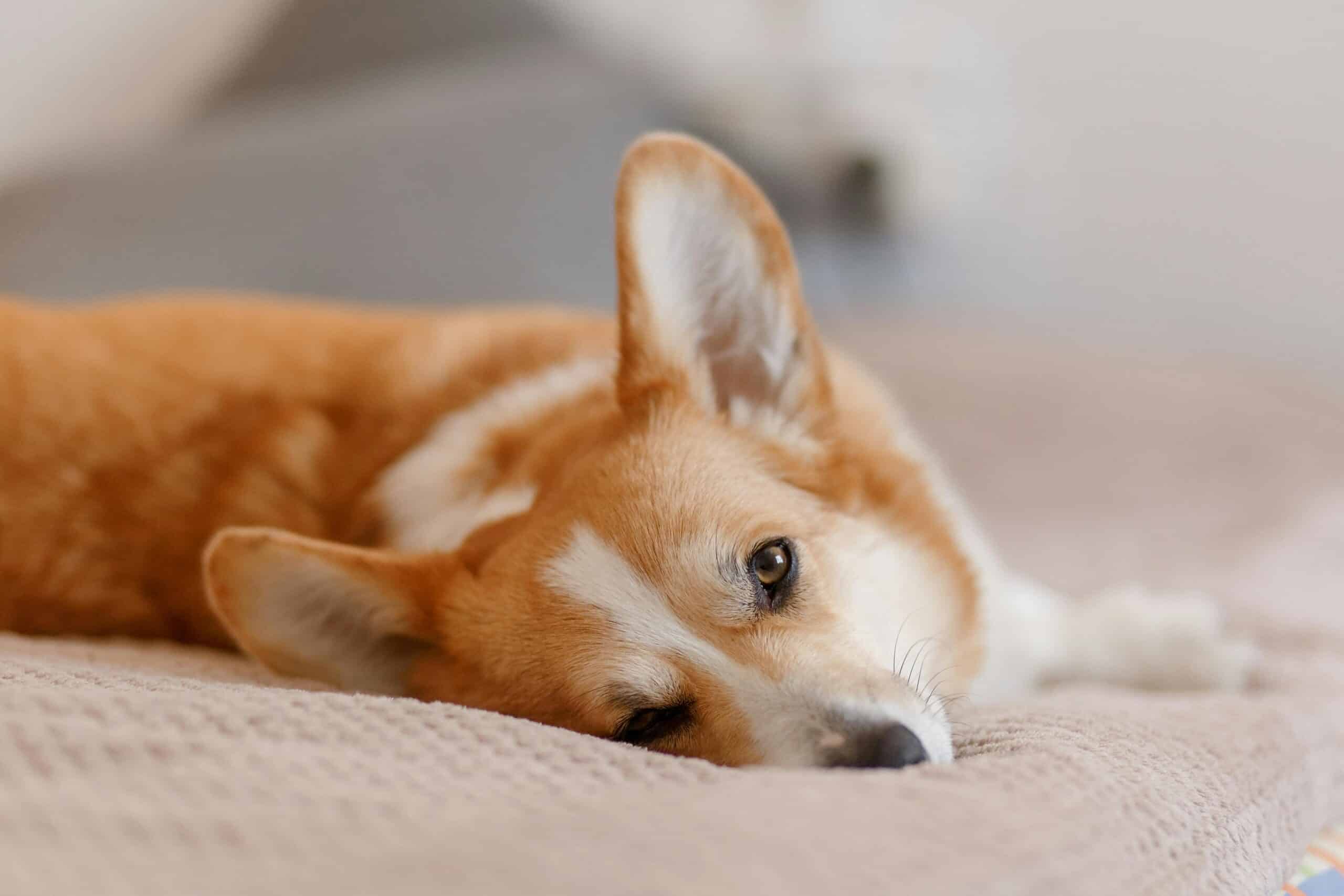 Revitalize Your Rover With Acupressure For Dogs