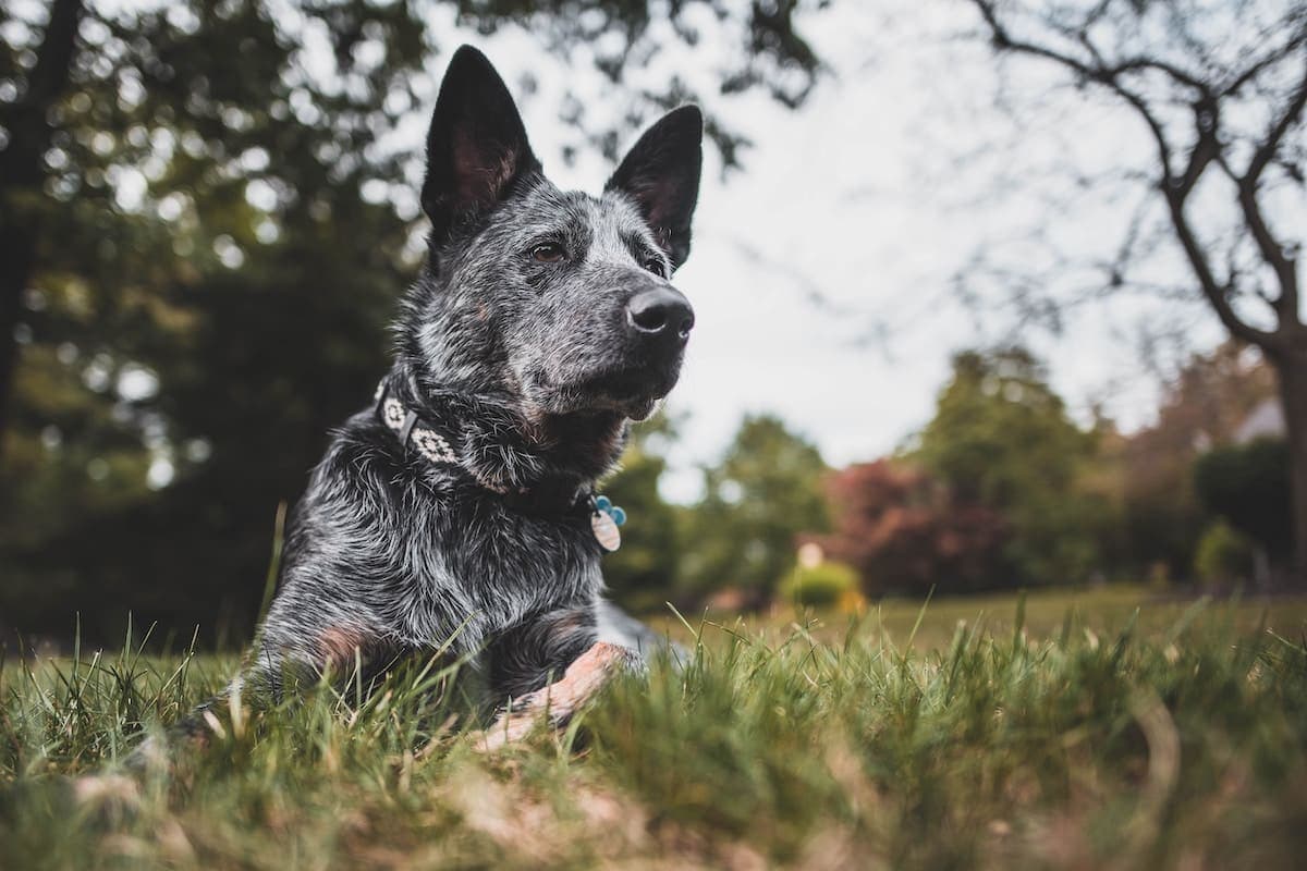 Your Classy Canine’s Chicago Weekend
