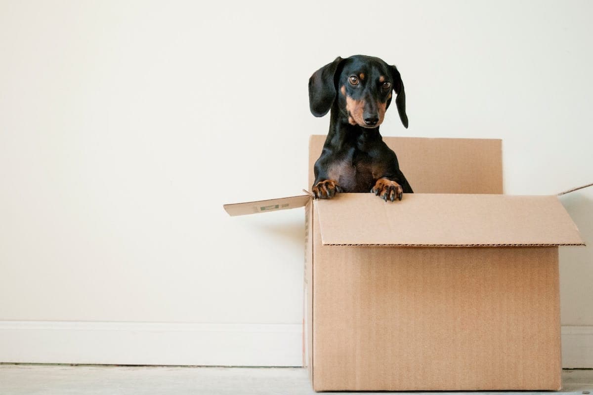 Win a $200 Gift Card to Chewy.com