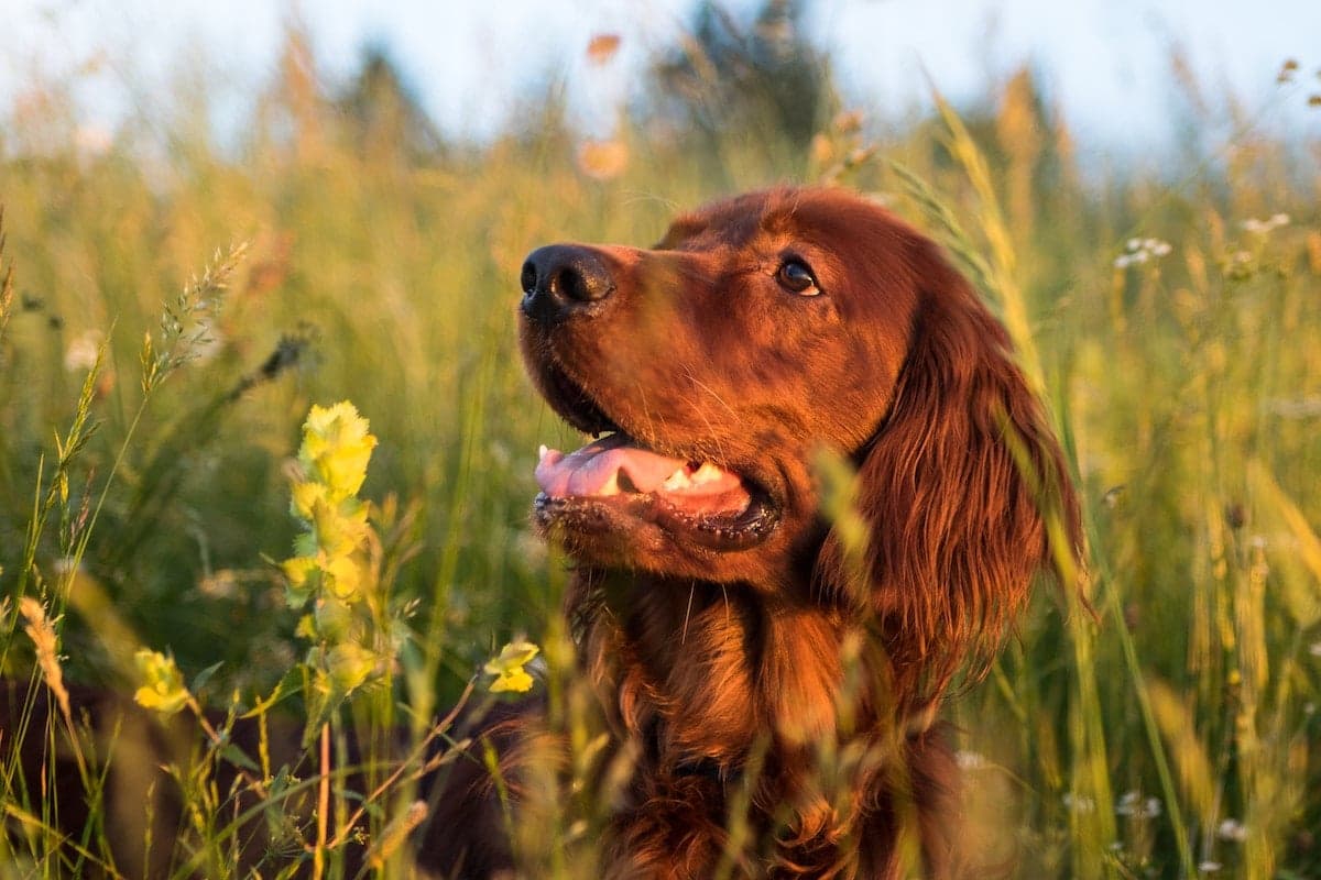 Dog-Friendly Gardens and Arboretums in the Twin Cities