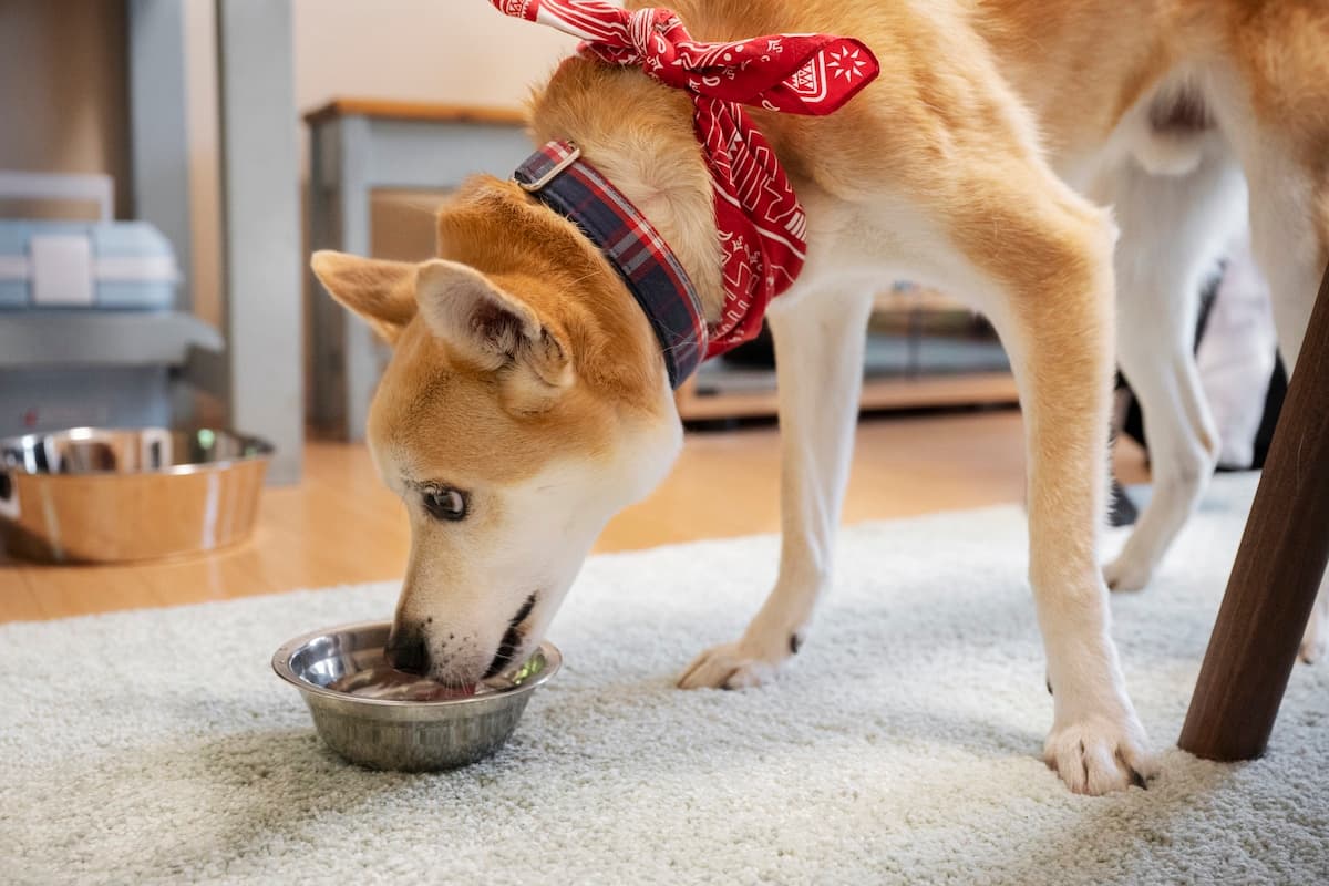 5 Seattle-Area Dog Bakeries To Find Sweets For Your Slobbery Sweetie