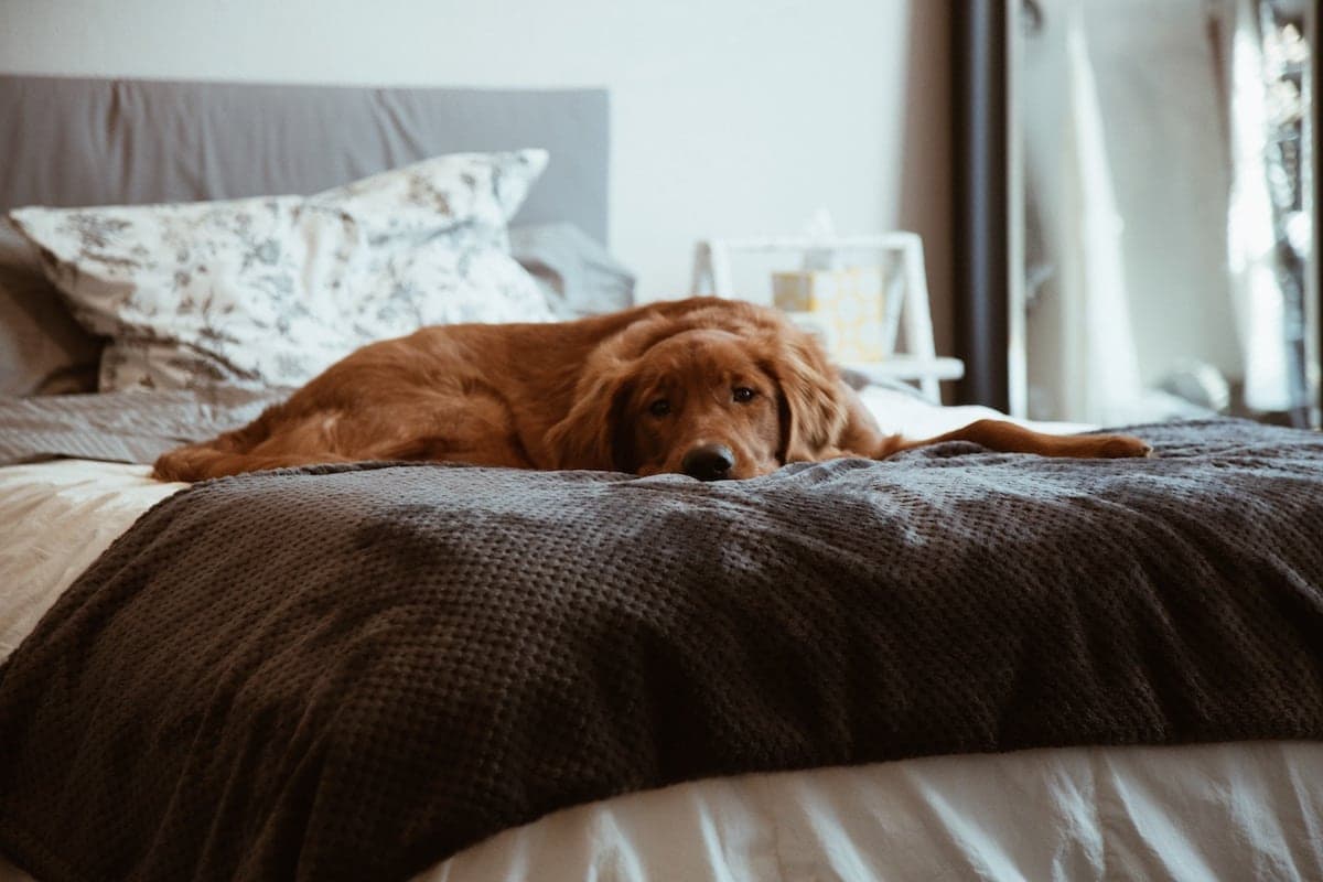 Buy 1, Give 1: Everypup Deserves a Tall Tails Blanket