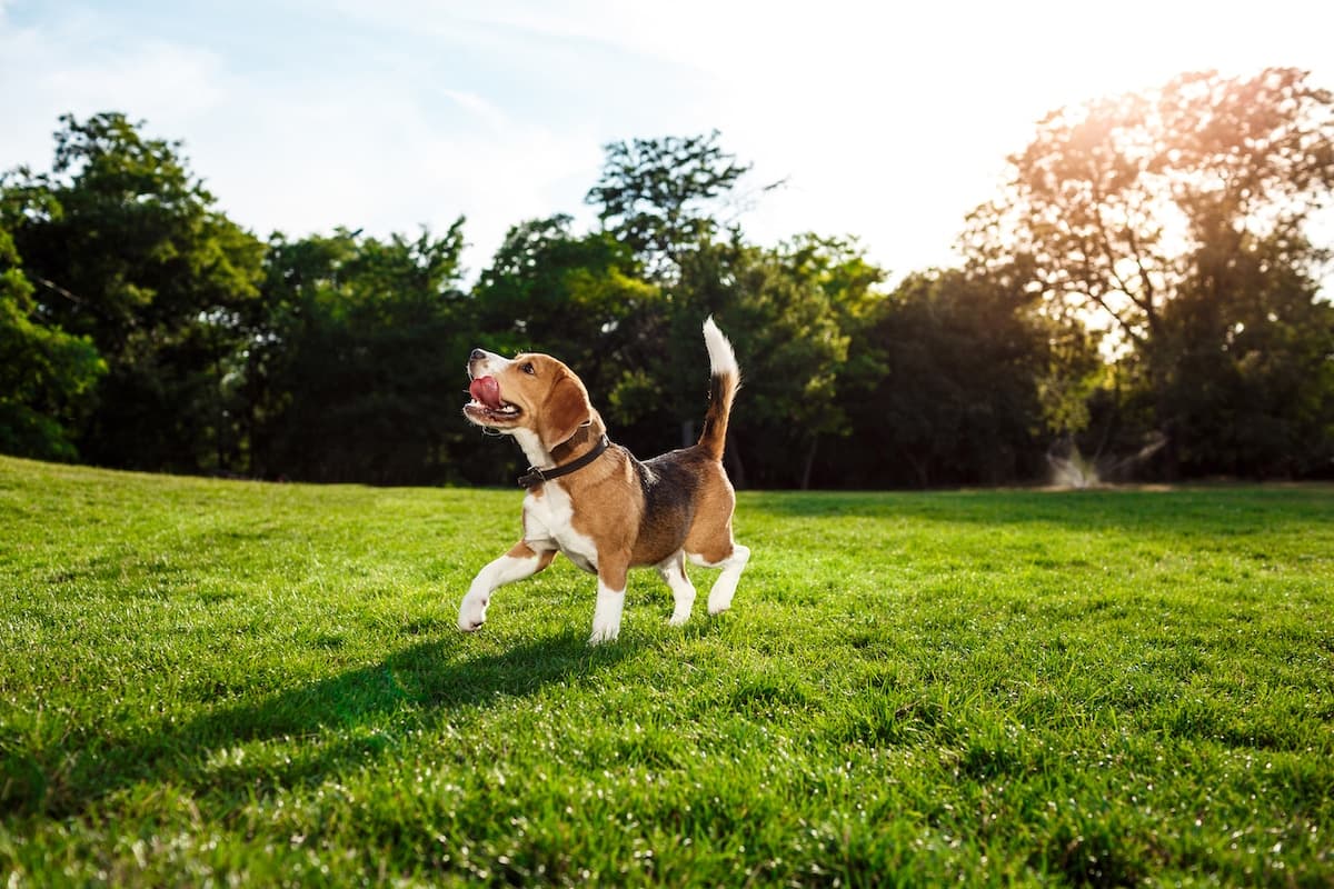 Barks and Recreation: The Best Twin Cities Dog Parks