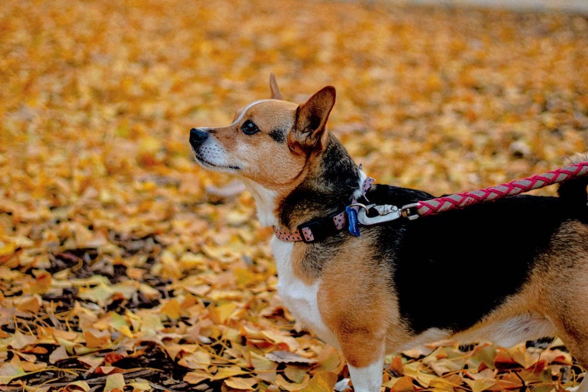 Fall Into Fun This Twin Cities Weekend