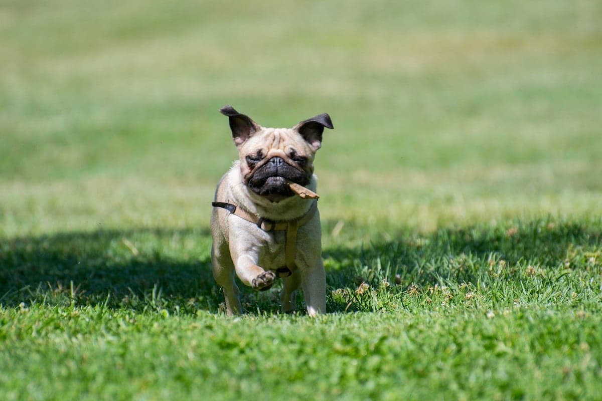 Beers and Blessings: Your Dog-Friendly Seattle Weekend