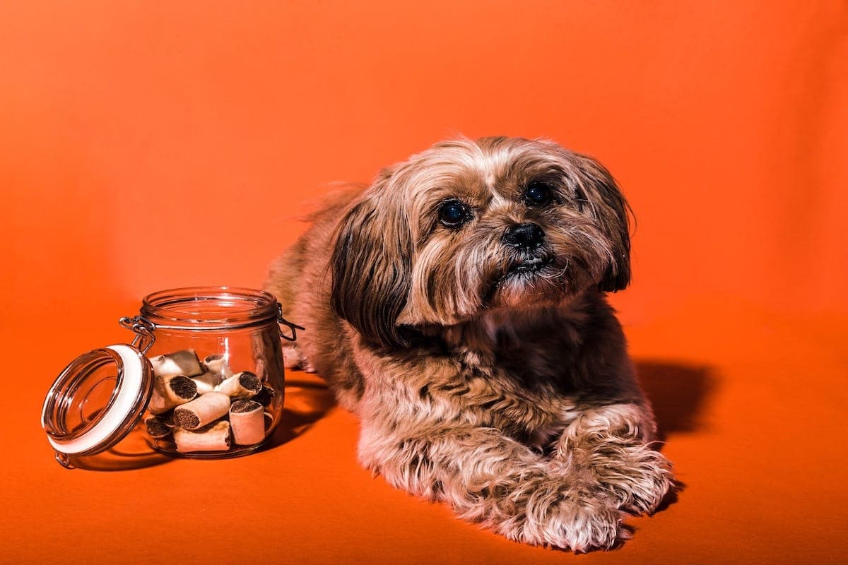 Win a $100 Sidewalk Dog Gift Card!