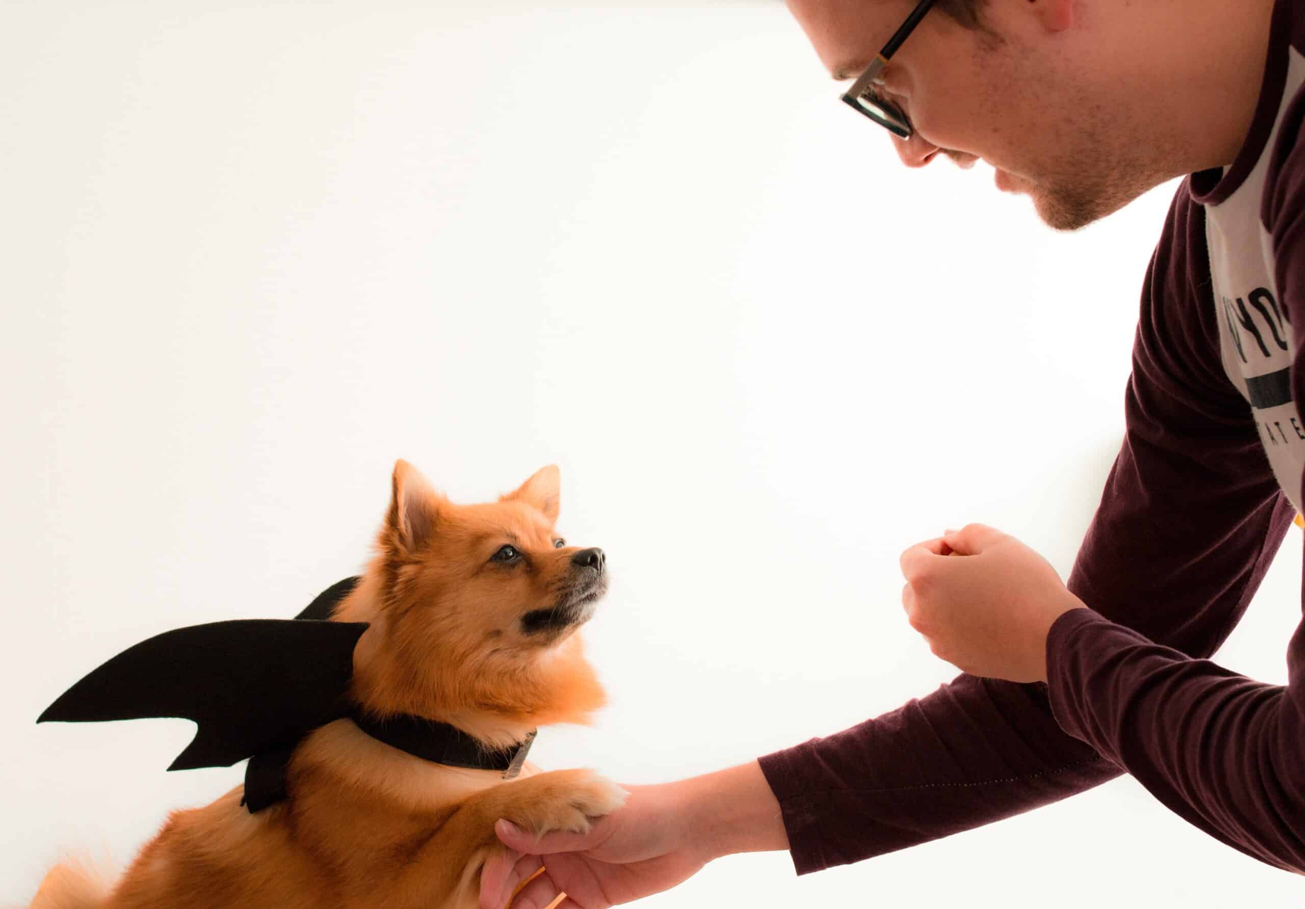 Lick or Treat: Homemade Dog Treats for Halloween
