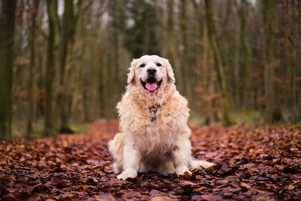 Dog Friendly Fall Drives Near Denver for Peak Foliage