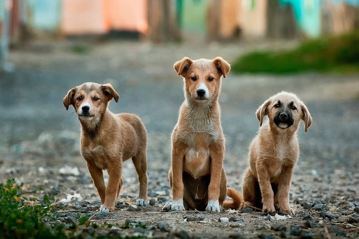Off-Leash, Indoor Dog Meetups in the Twin Cities