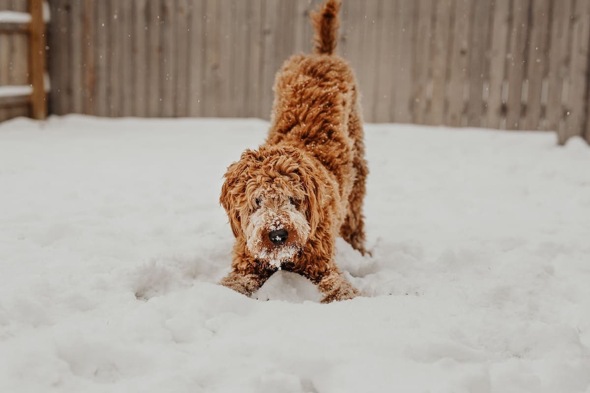 What To Do in the Winter With Your Pup