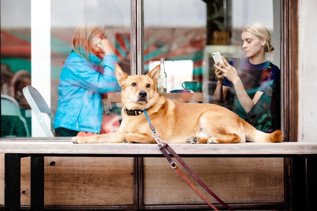 14 Heated St. Paul/Minneapolis Patios for Winter Woofers