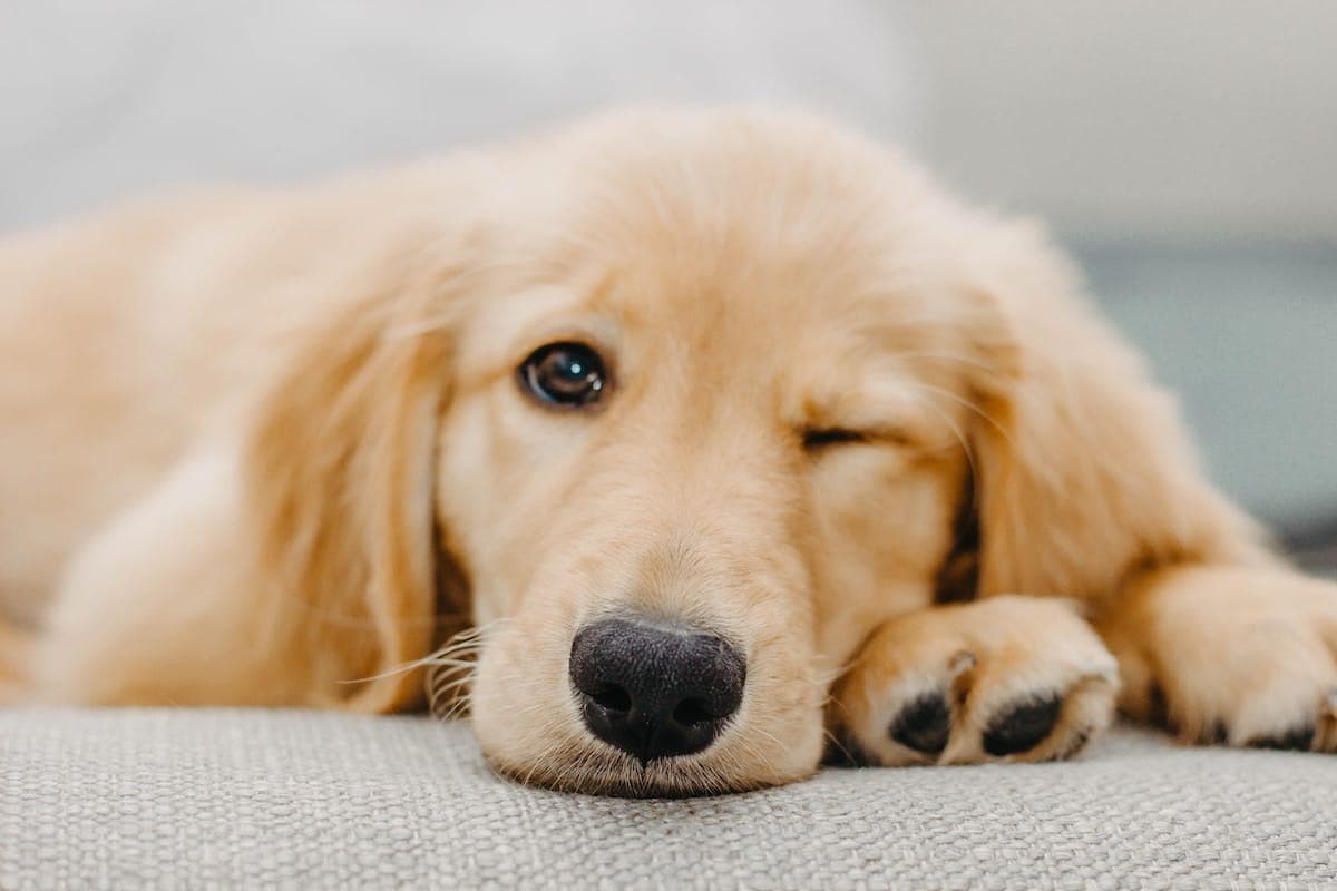5 Pawesome Indoor Dog Parks in Minnesota