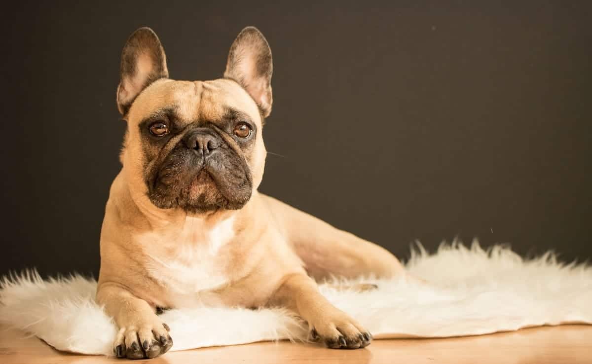 Does Catnip Work on Dogs? What Actually Happens (Vet-Backed Answer)