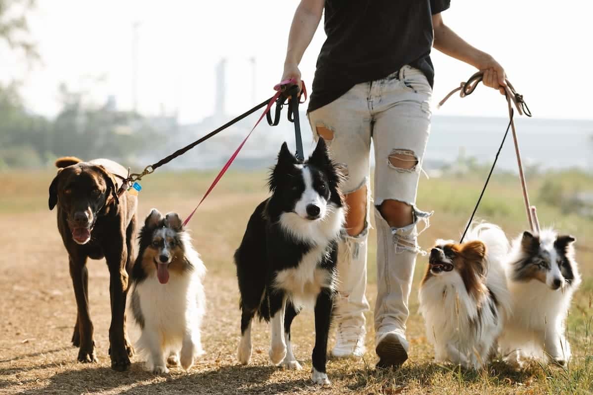 8 Best Dog Breeds for Small Apartments & College Dorms