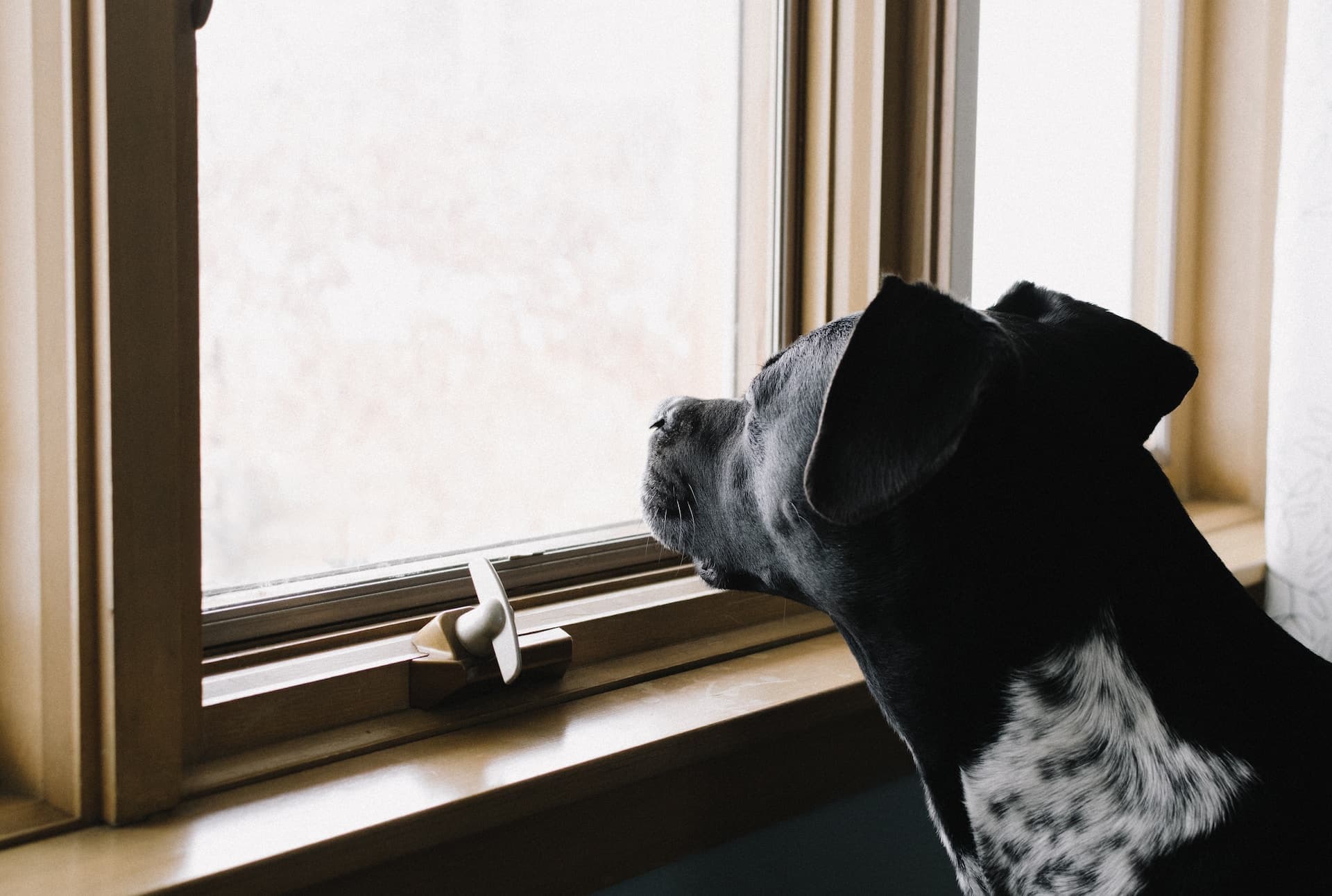 10 “Velcro Dog” Breeds That Crave Constant Companionship
