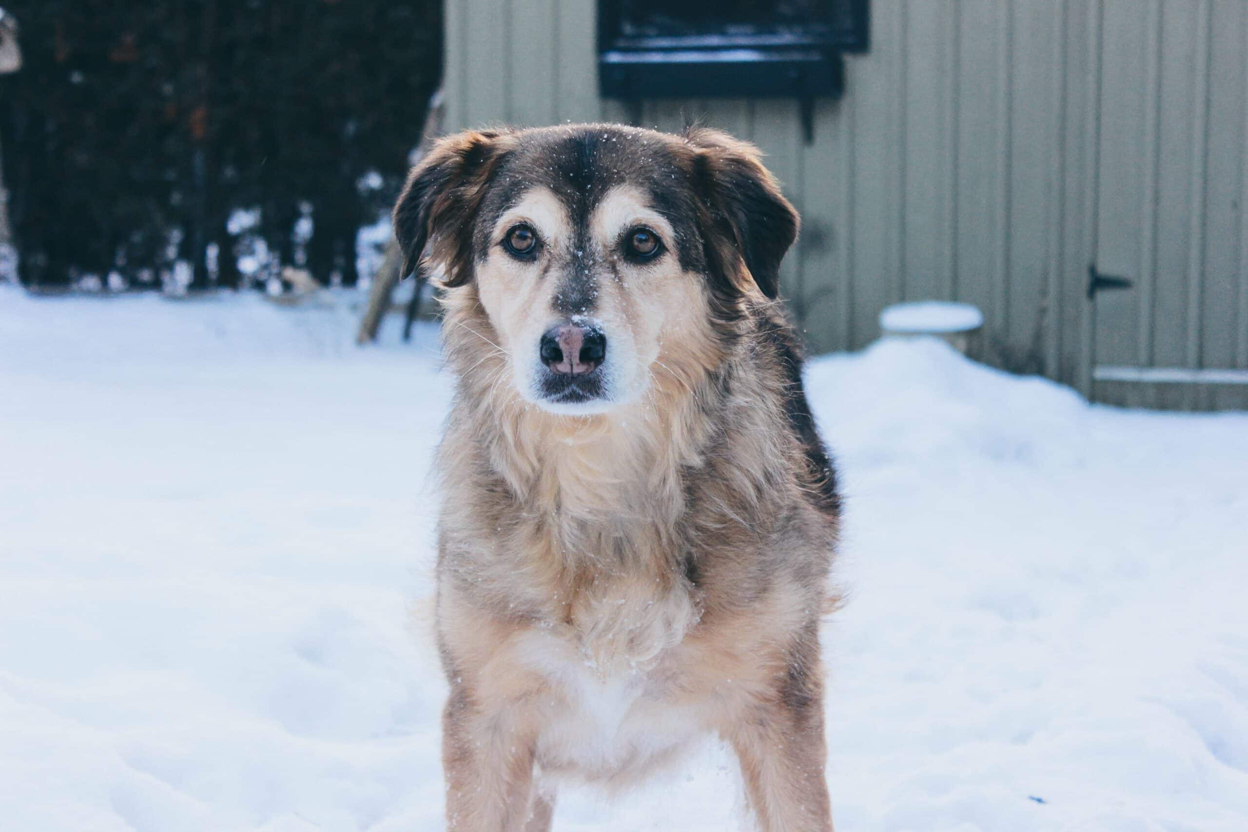 Goberian Dog: To Your Family Or–Simply Curious About This Mix Guide