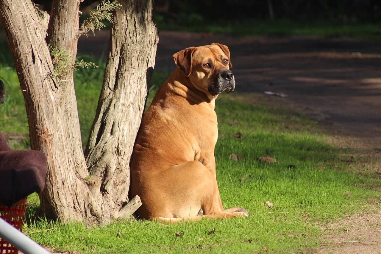 Bullmastiff Dog: Breed Carefully Crafted–By Mix Guide