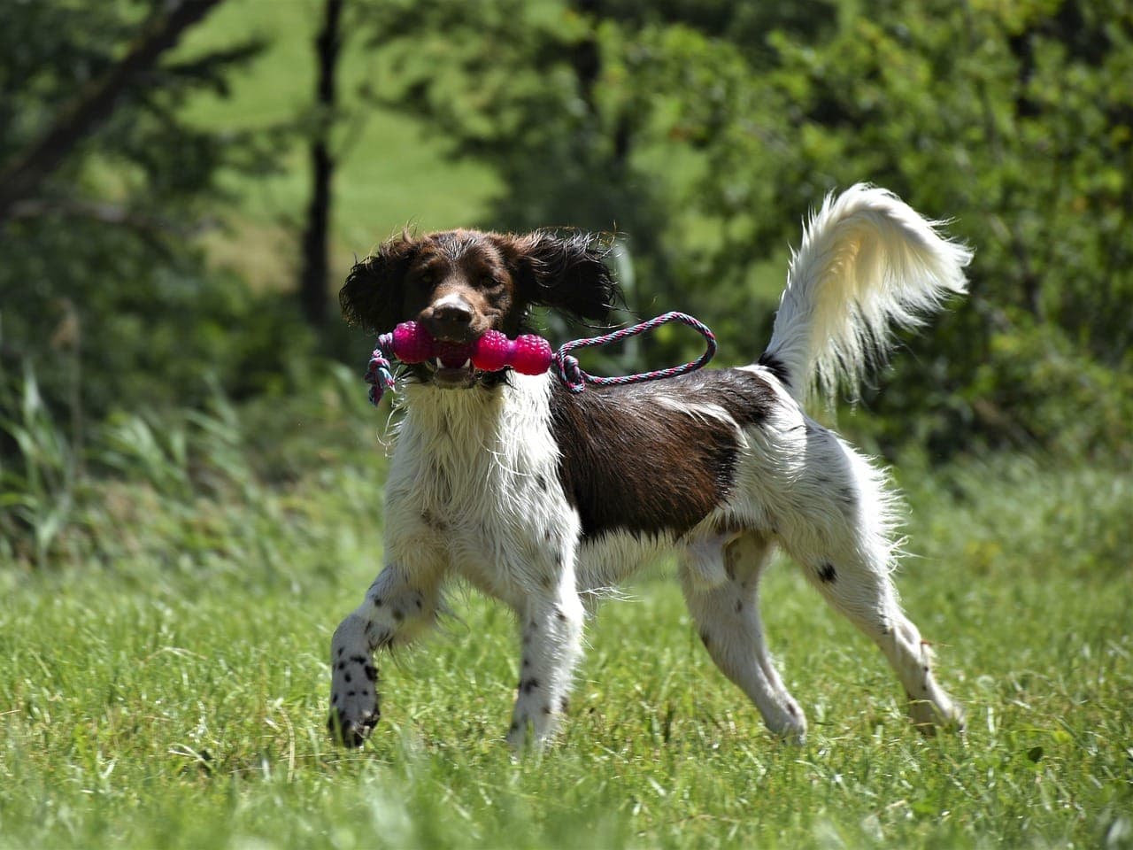 Name for Hunting Dogs