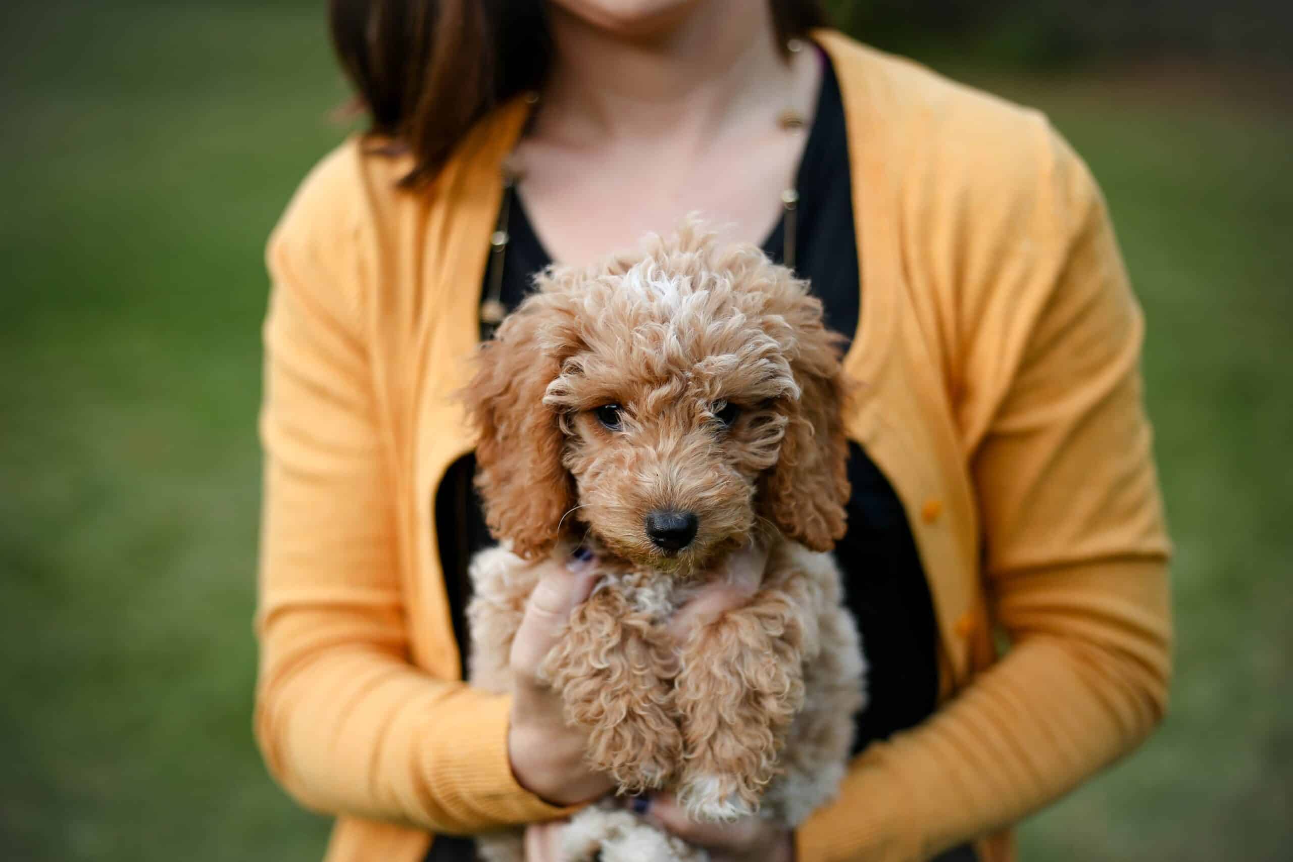 13 Puppy-Proofing Tips for Your Yard & Home