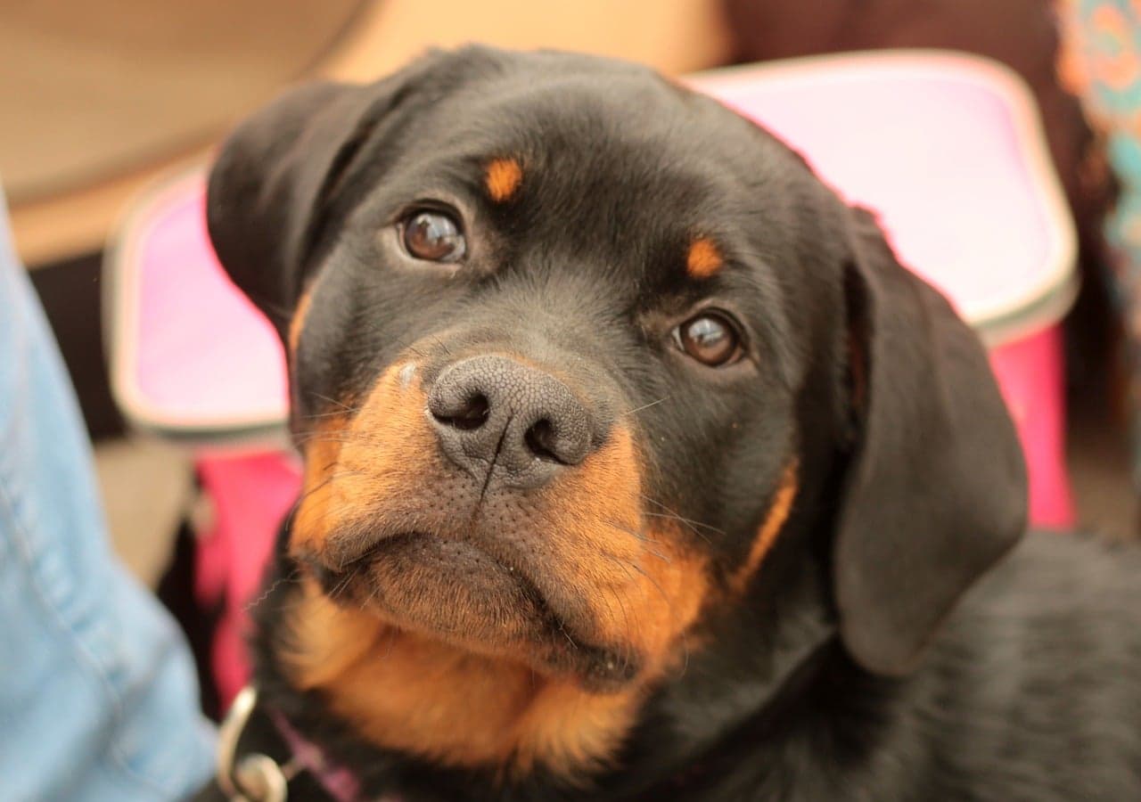 Why Is My Dog’s Nose Dry?