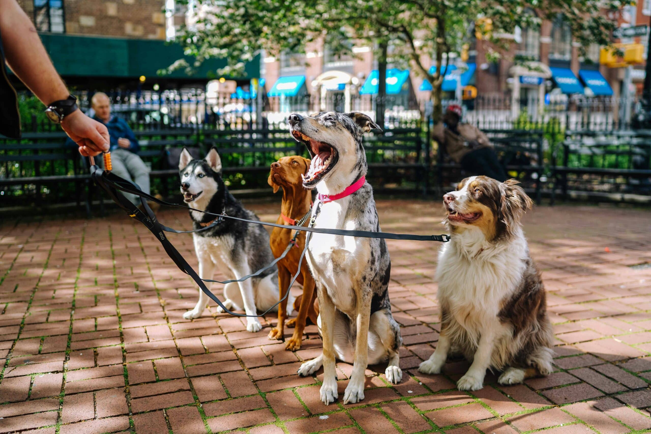 Teach Your Dog to Sit