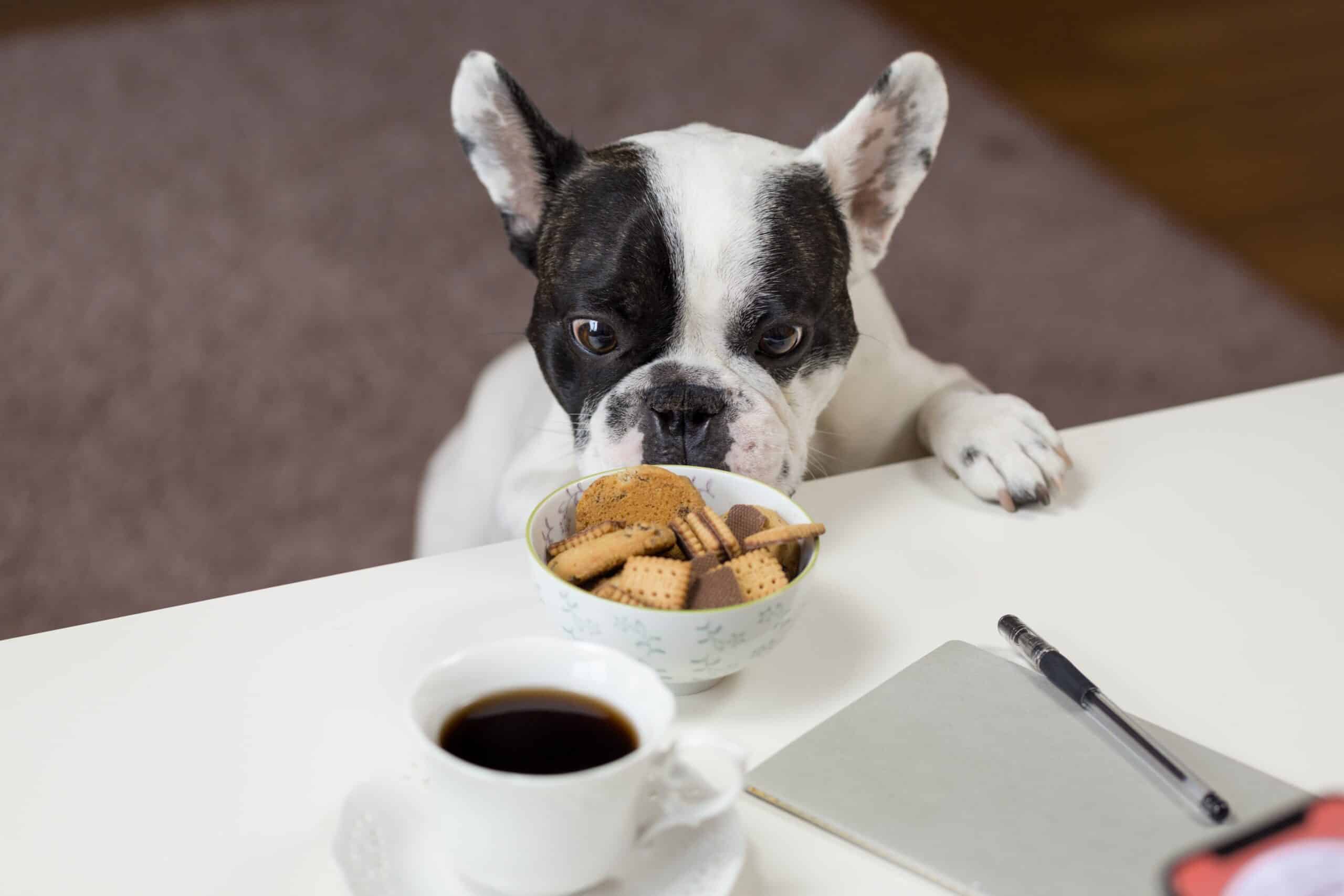 Managing Your Dog’s Counter Surfing Habit
