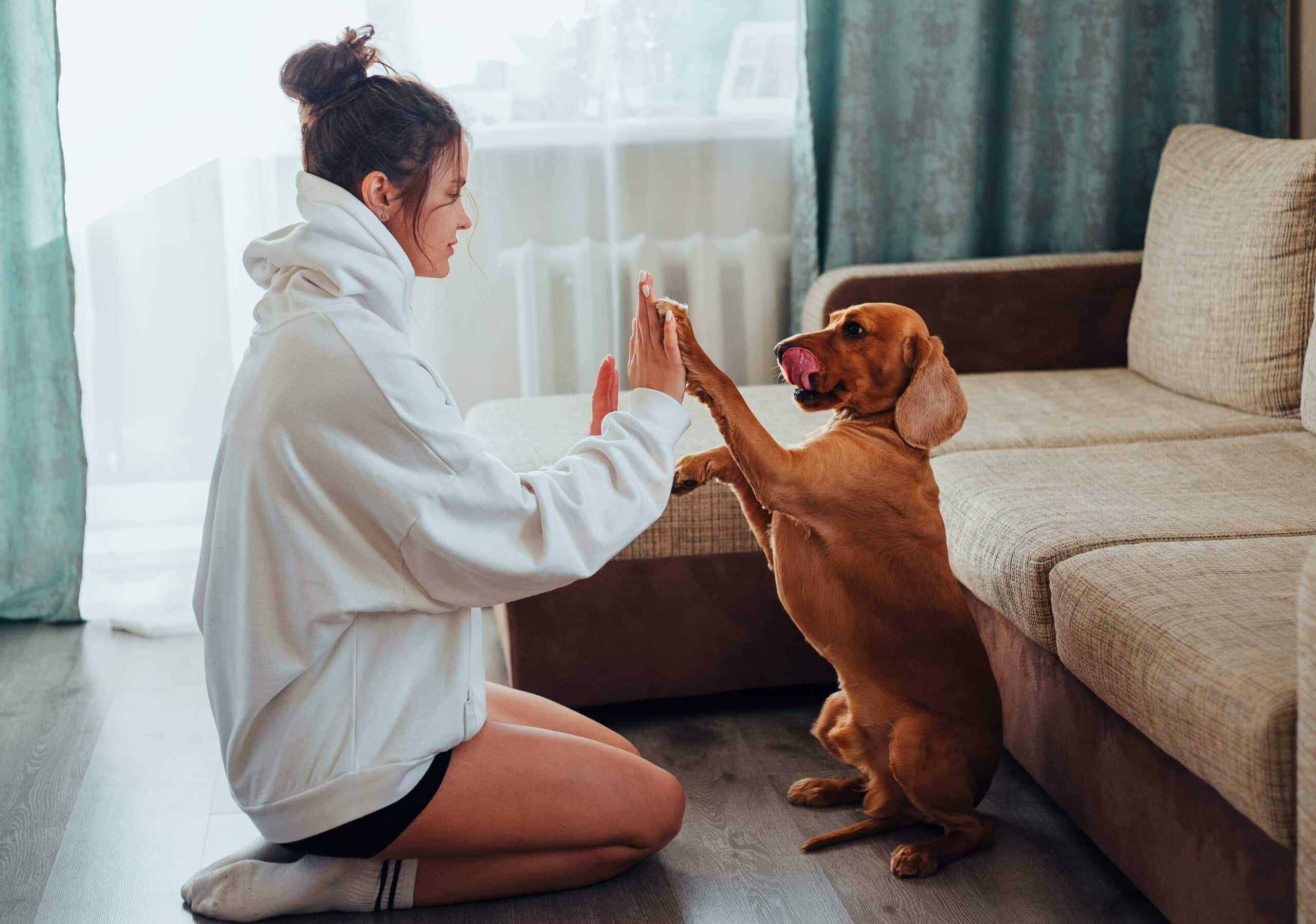 Training Your Dog to High-Five