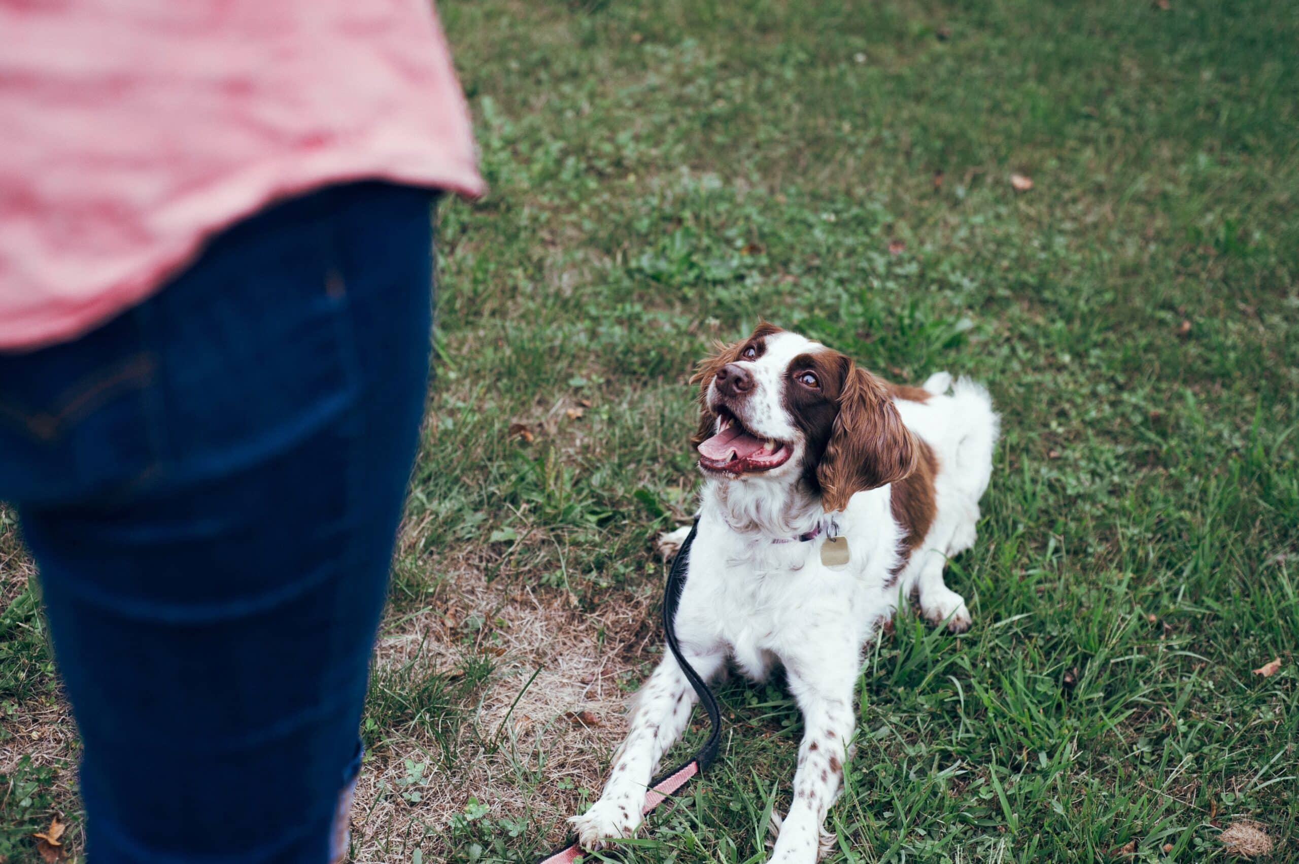Why Dog Training Matters for New Pets (And Where to Start)