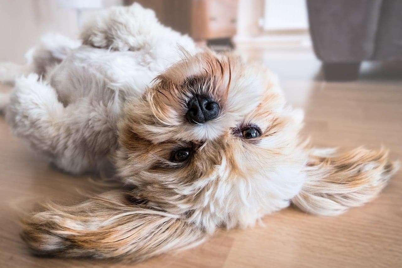 10 Fun Tricks Any Dog Can Learn