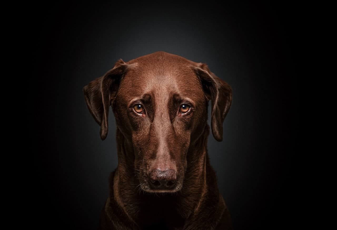 You Know The Look, But Do Dogs Really Feel Guilt?