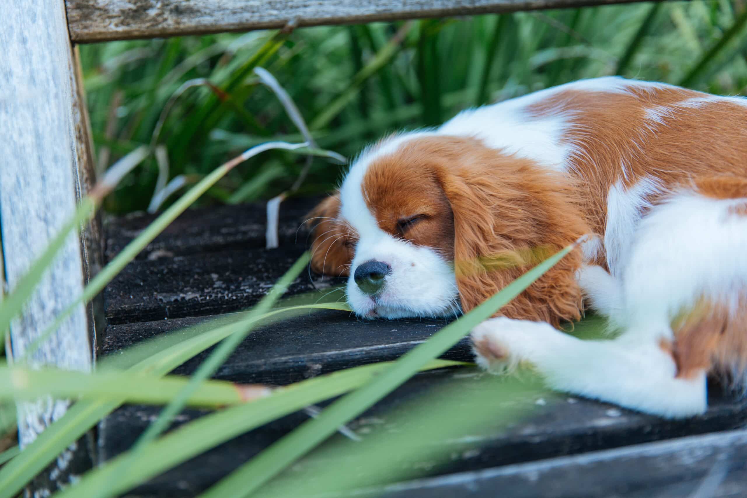 10 Dog Breeds for Busy Owners