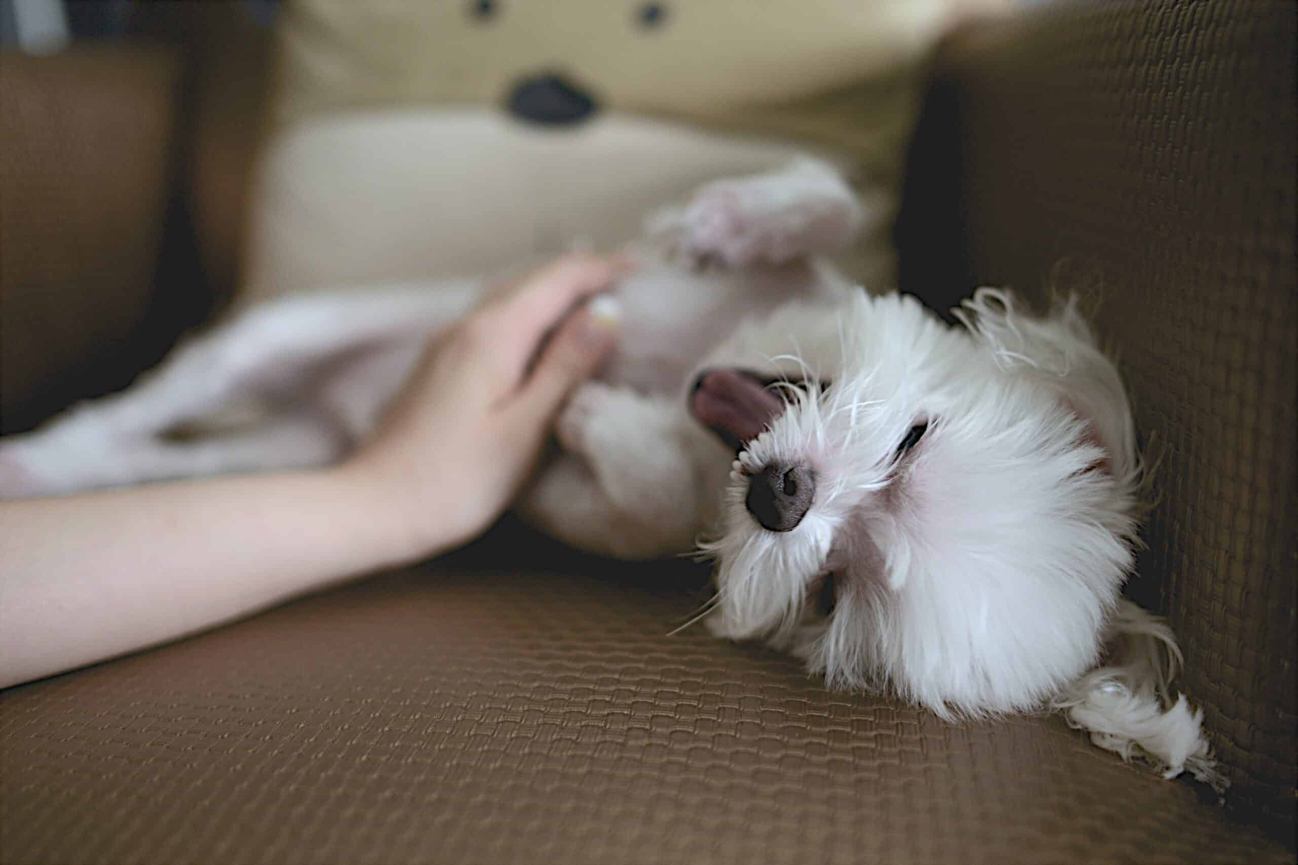 That’s the Spot! Uncovering the Dog Scratch Reflex