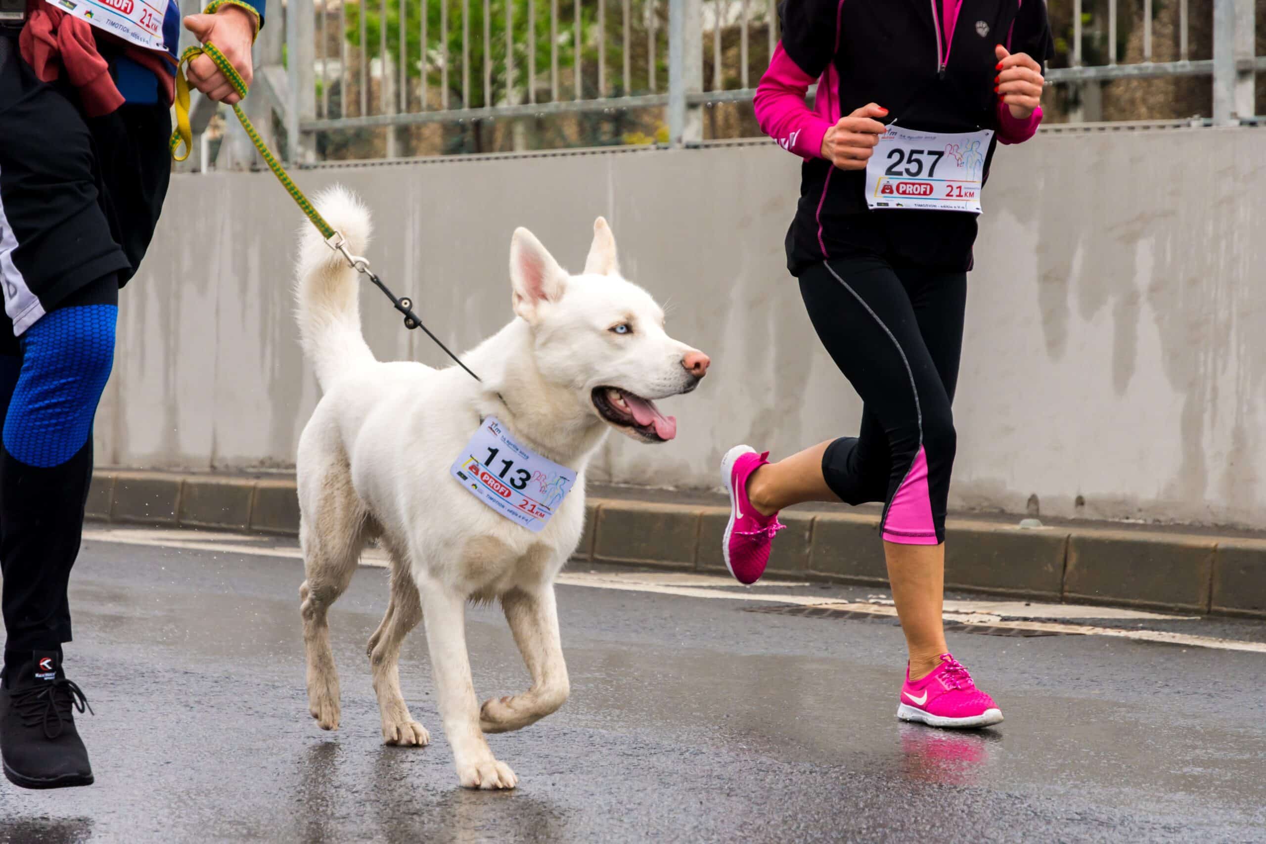 Top 10 Dog Breeds for Runners