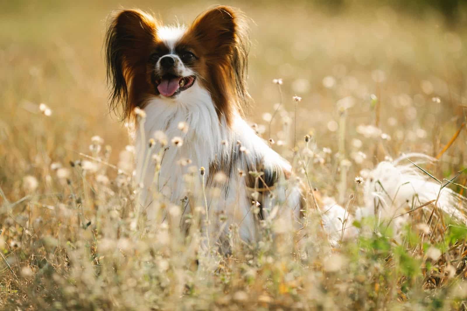 50 Dog-Friendly National Parks