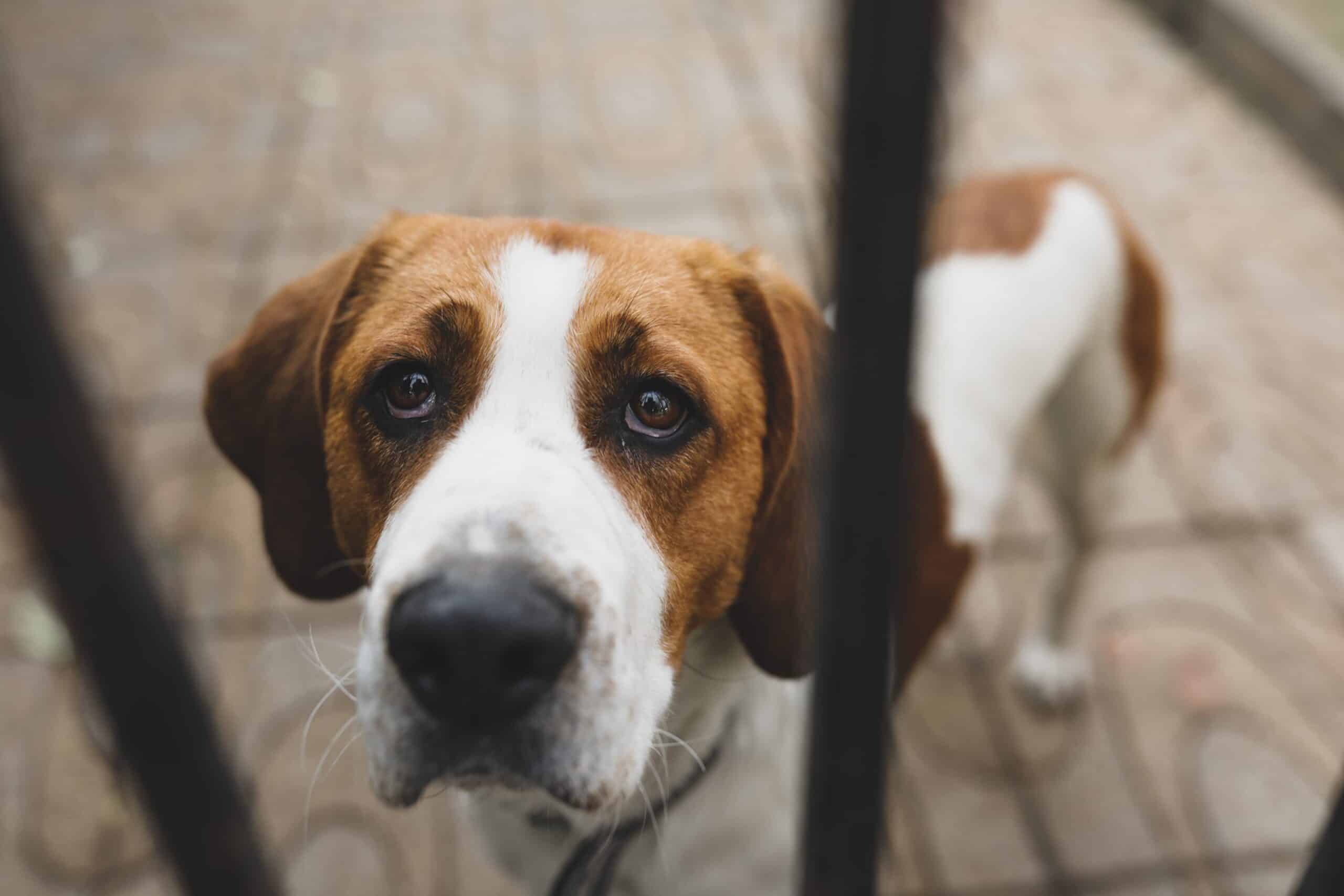 10 Ways You May Be Stressing Your Dog Out
