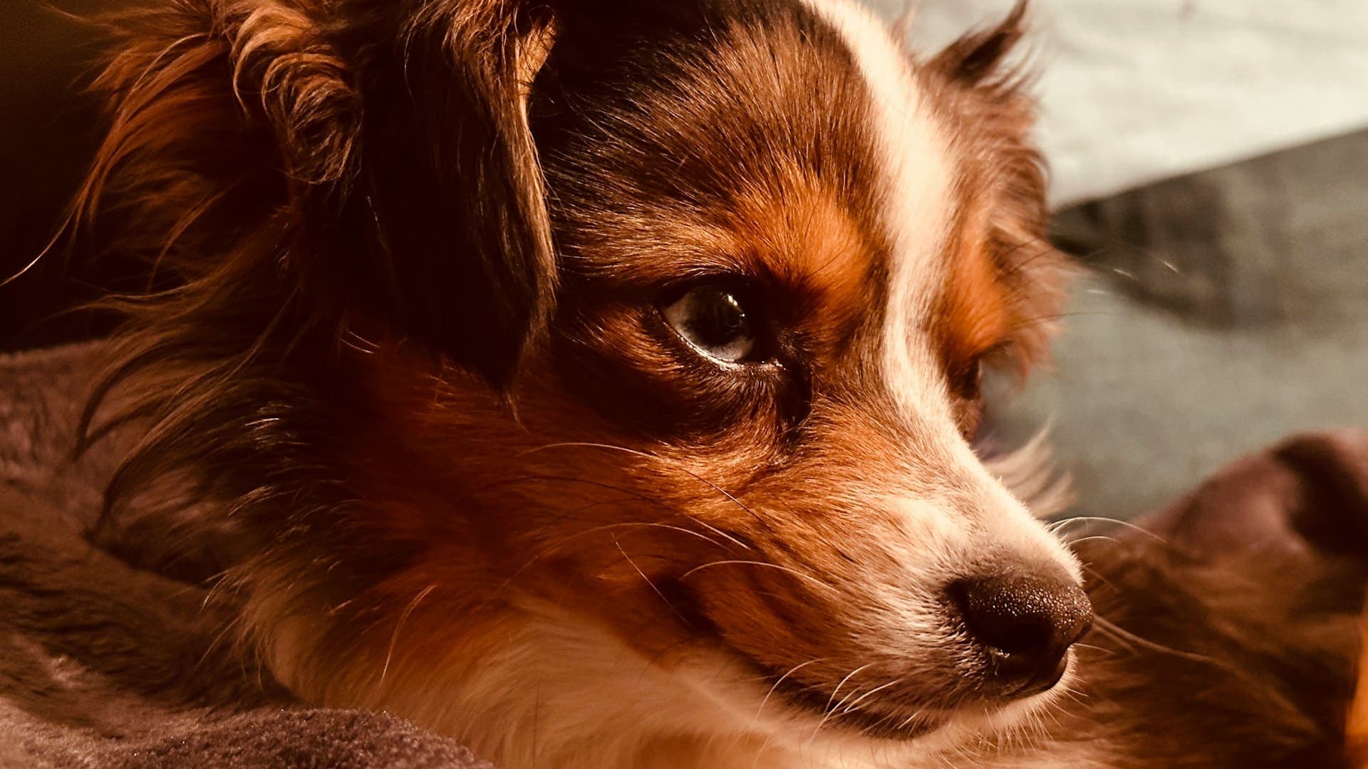 Is red light therapy safe for dogs?