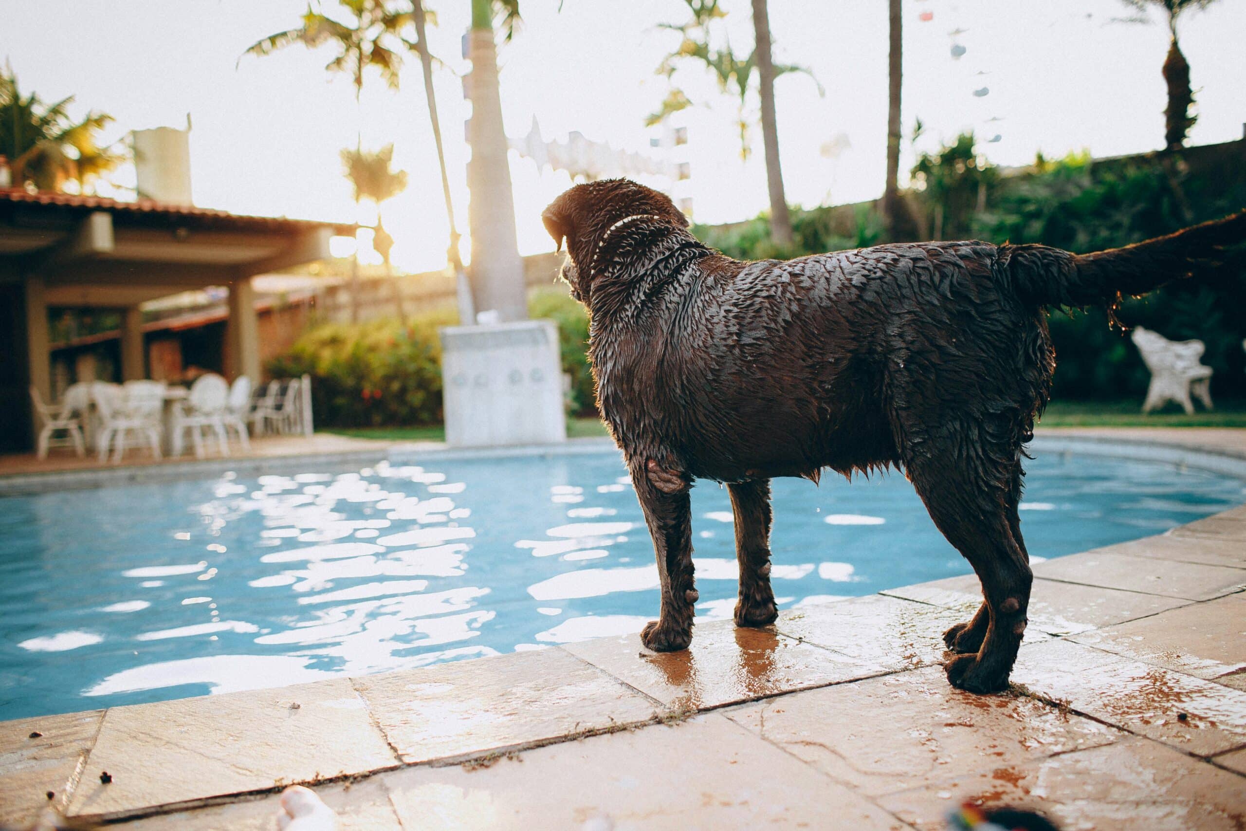 Marriott Hotels Pet Policy: Everything You Need to Know