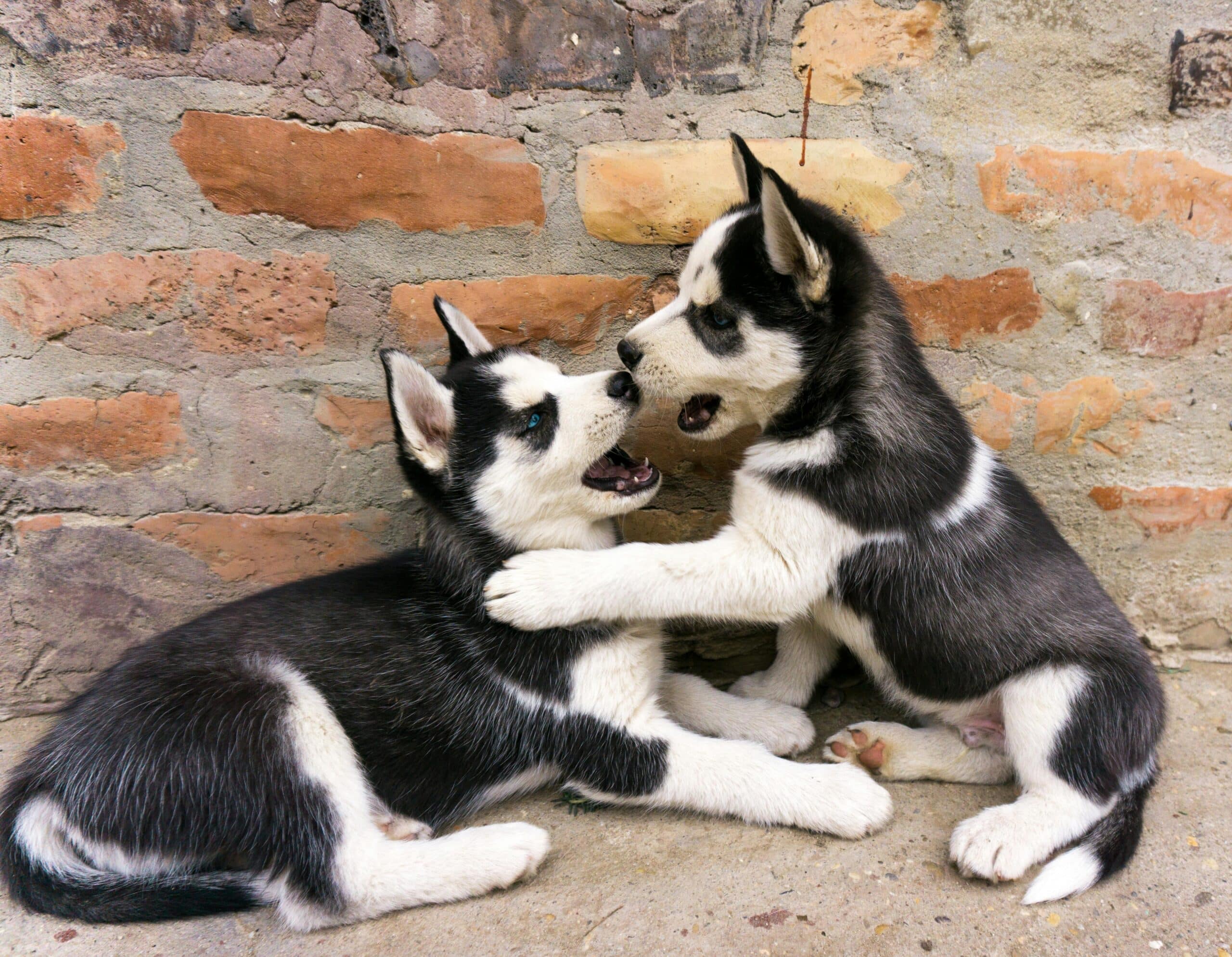 Littermate Syndrome in Dogs