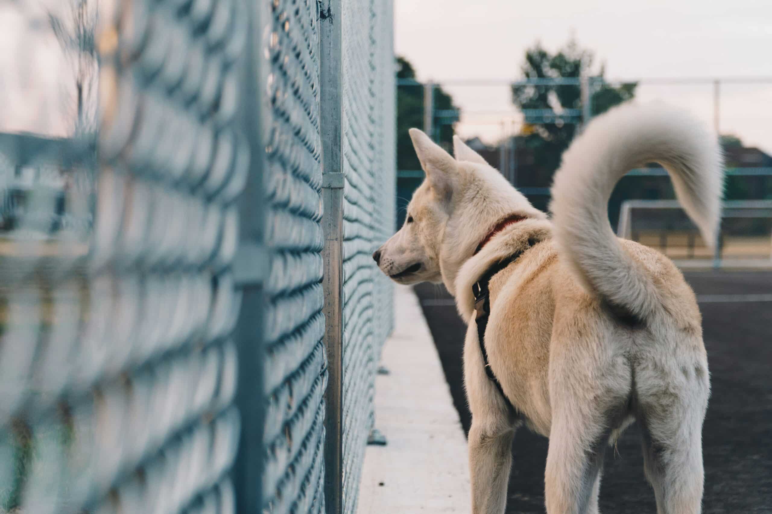 The Fascinating Science Behind a Dog’s Tail Wag