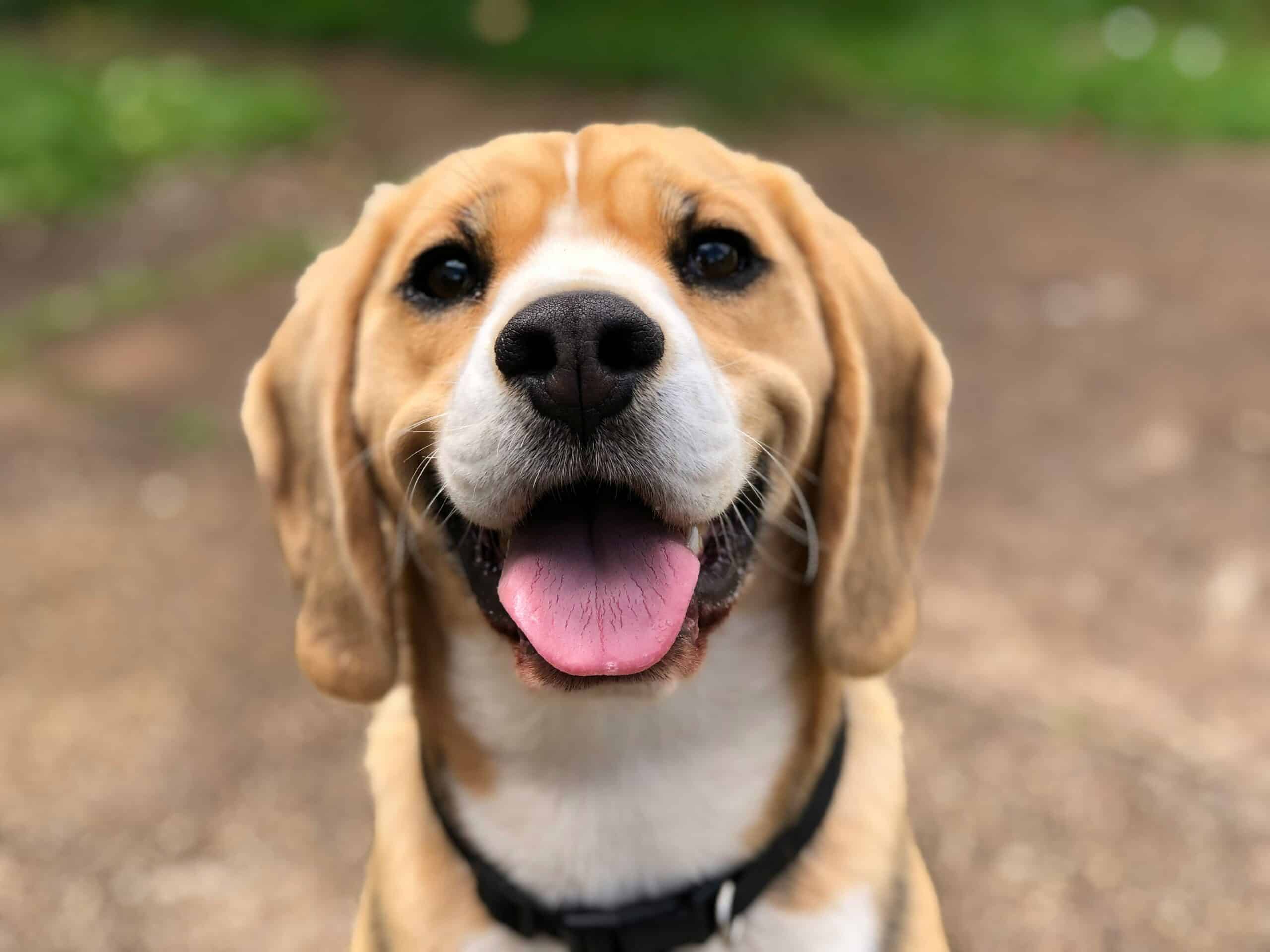 Make Vet Visits Stress-Free: Tips for Dog Owners