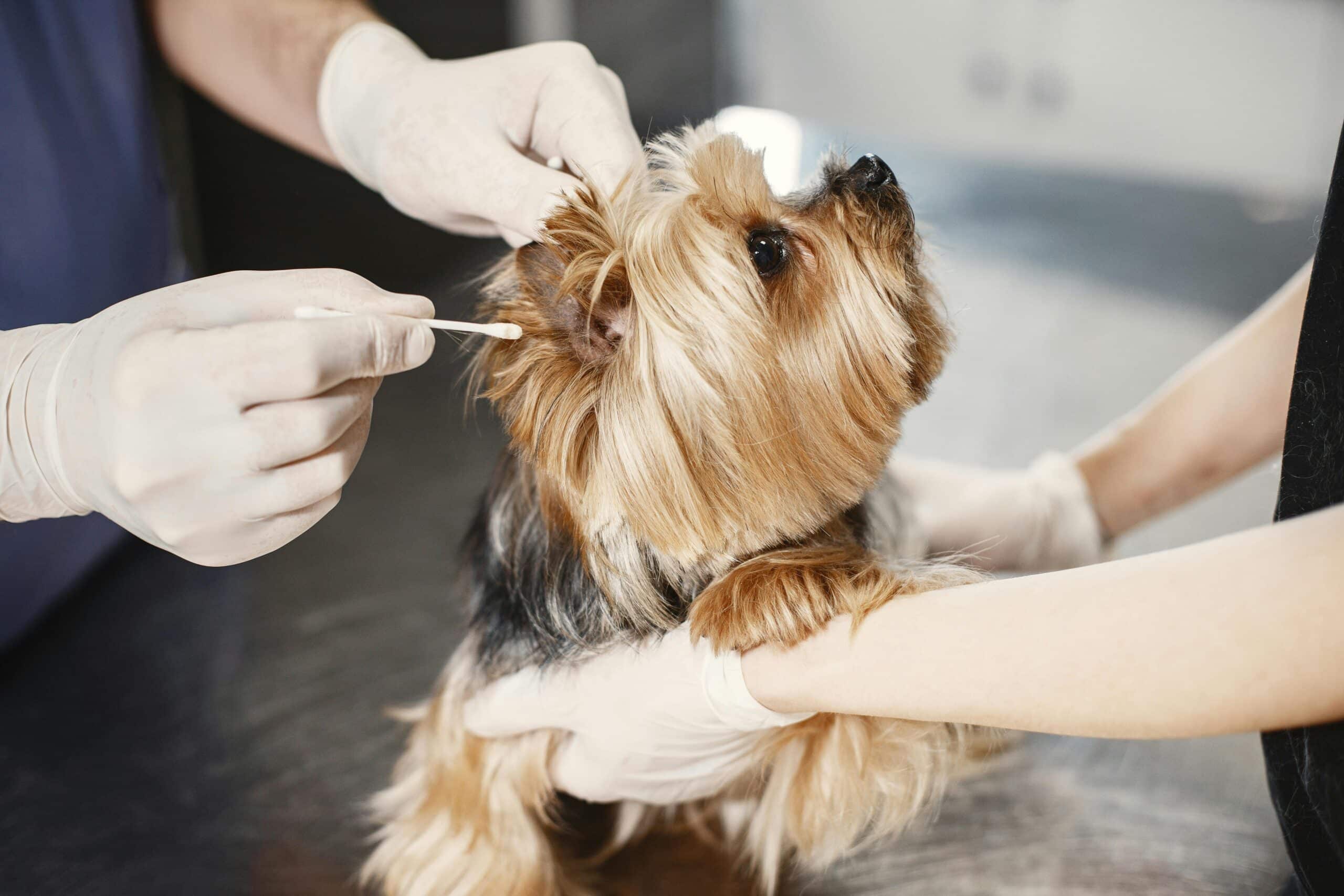 How to Choose the Right Dog Care Service
