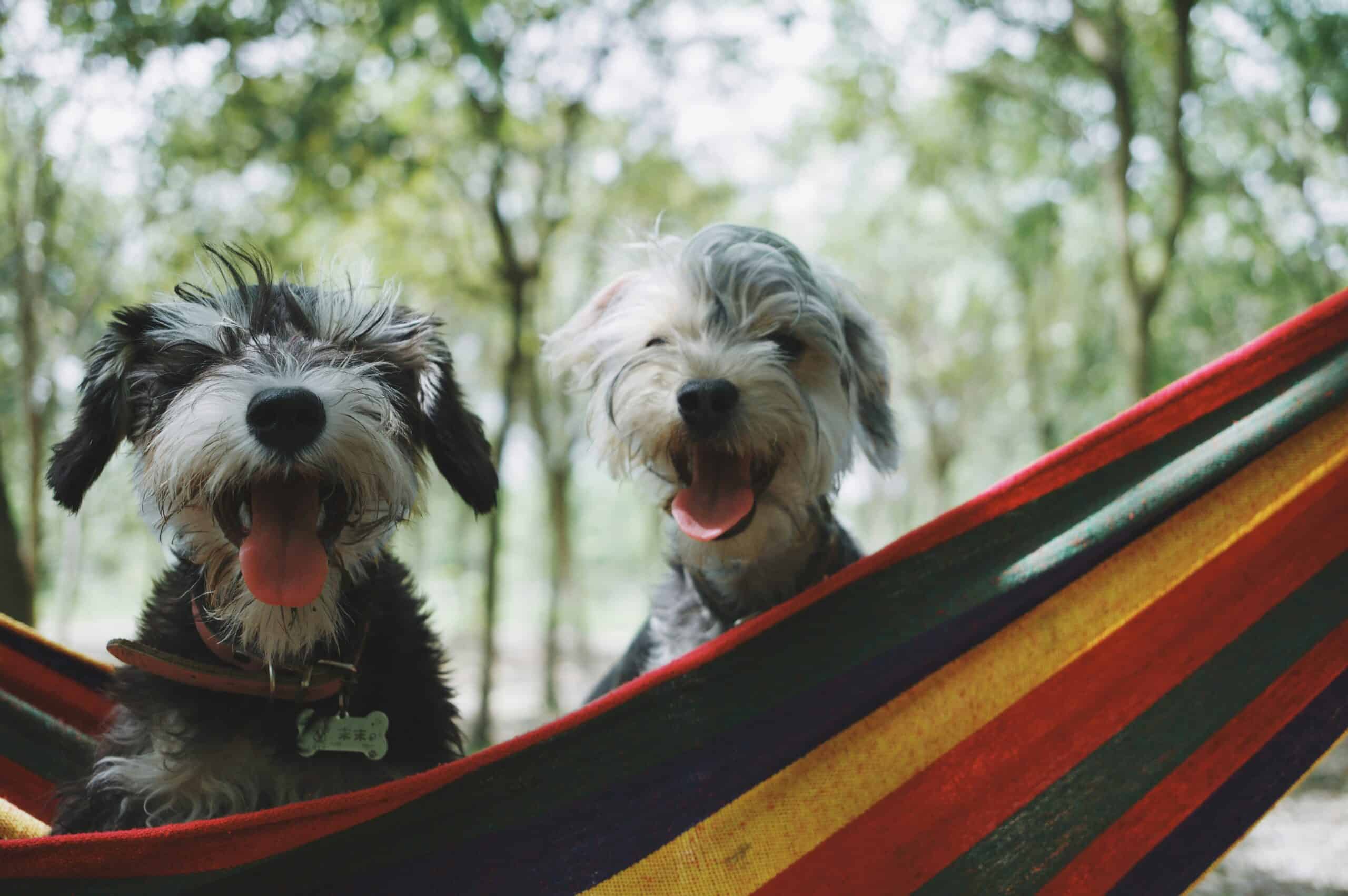 Airbnb’s Pet Policy