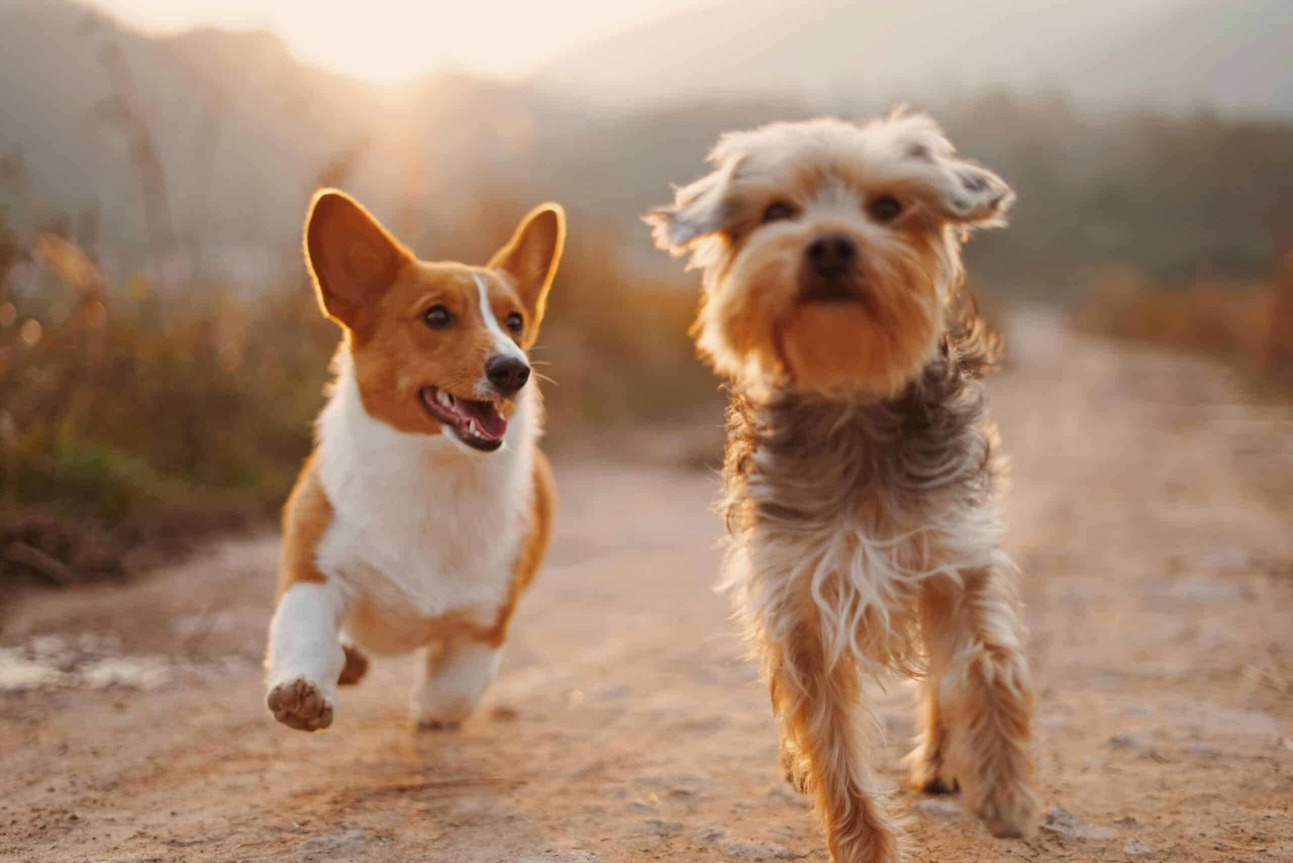 10 Dog Friendly Hotels in Reno