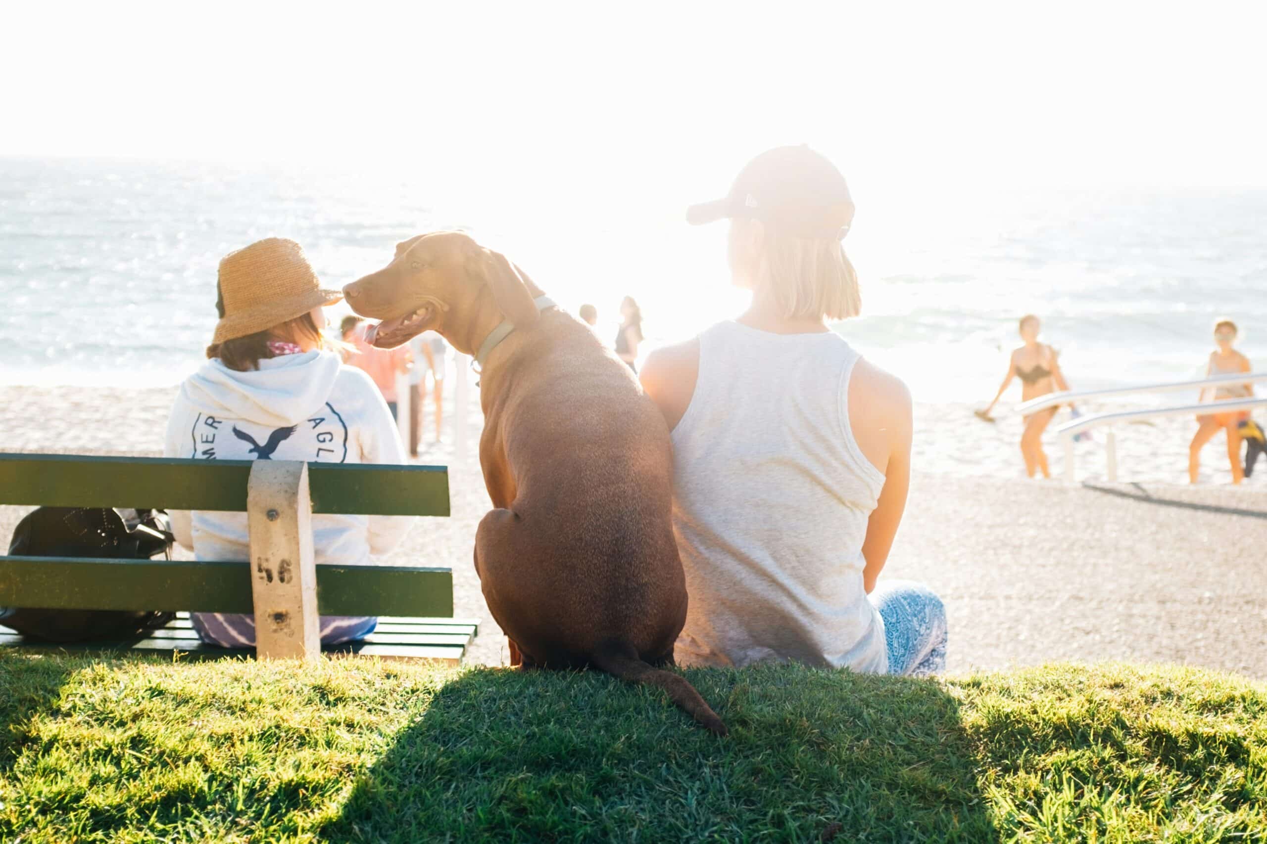 10 Dog Friendly Places in San Diego