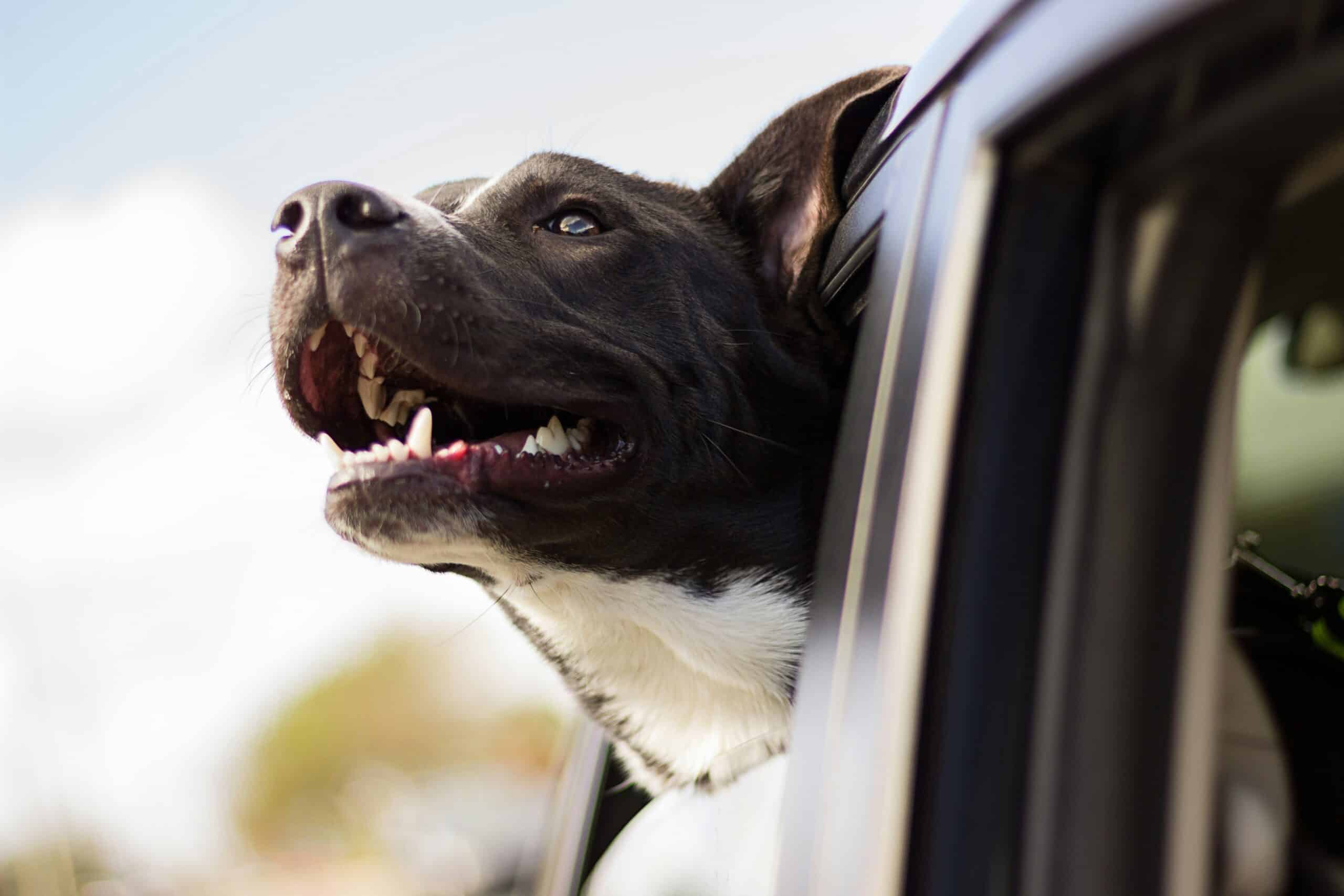 Hertz’s Pet Policy
