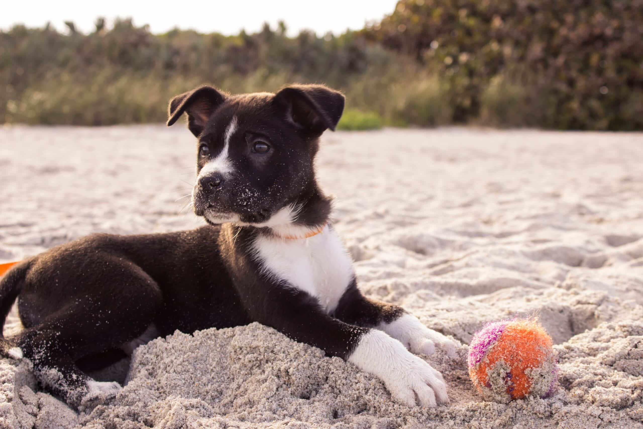 The Intersection of Zoology and Veterinary Science in Dog Training