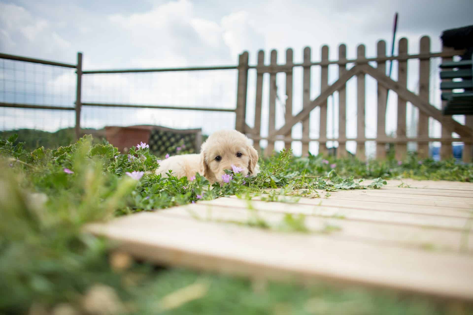 3 Easy, Fun, and Homemade Outdoor Kennel Ideas for Your Pup