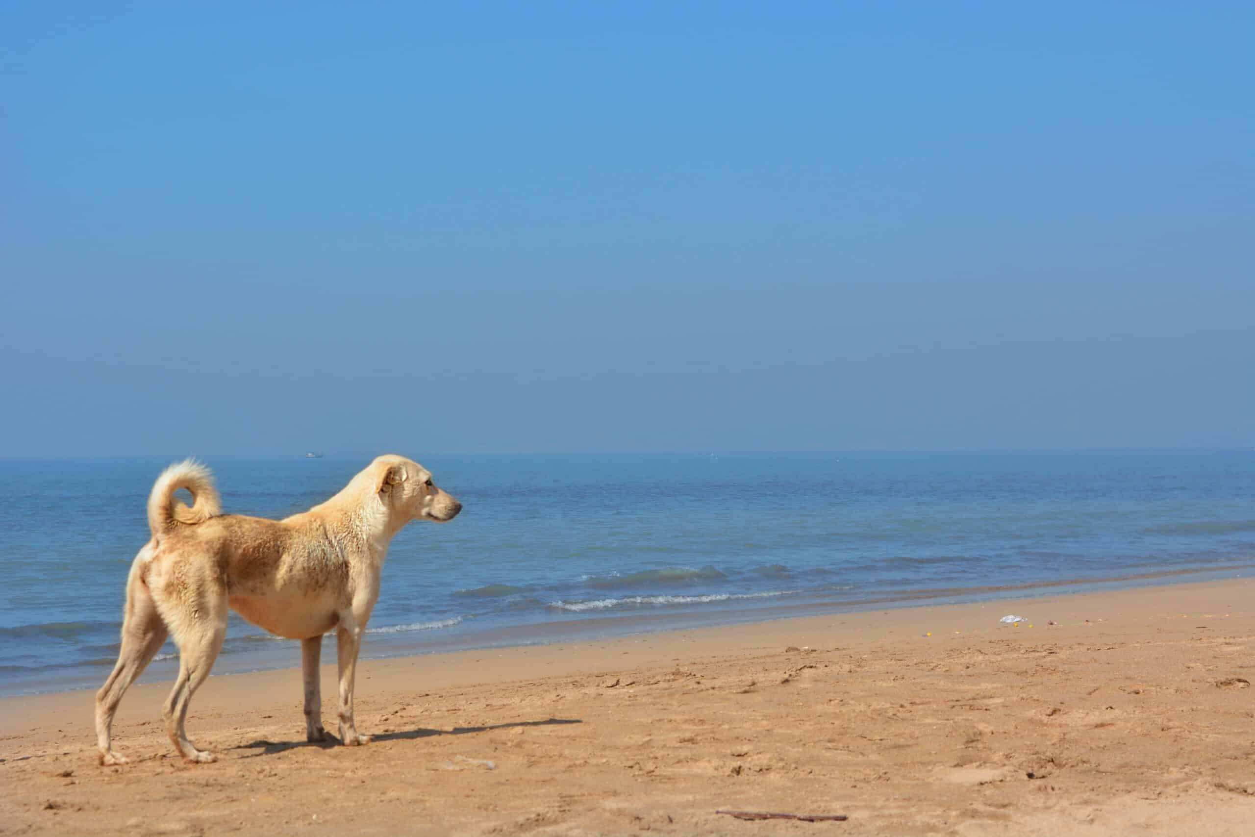10 Dog-Friendly Hotels in Carmel for the Perfect Pet-Friendly Getaway