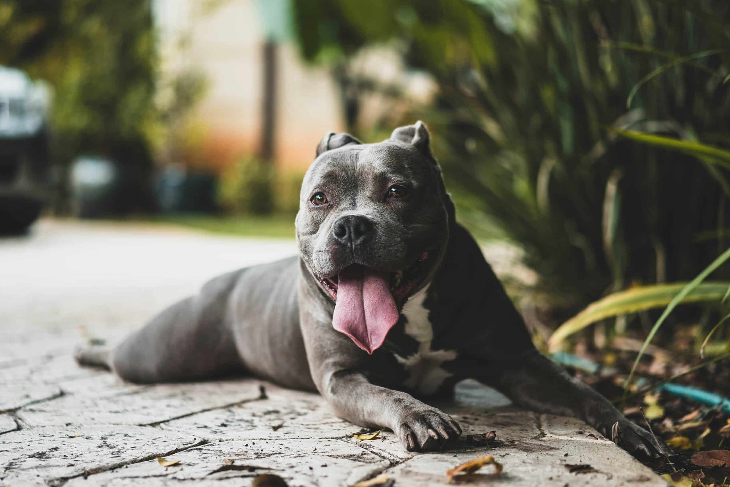 10 Dog Friendly Hotels in Sedona